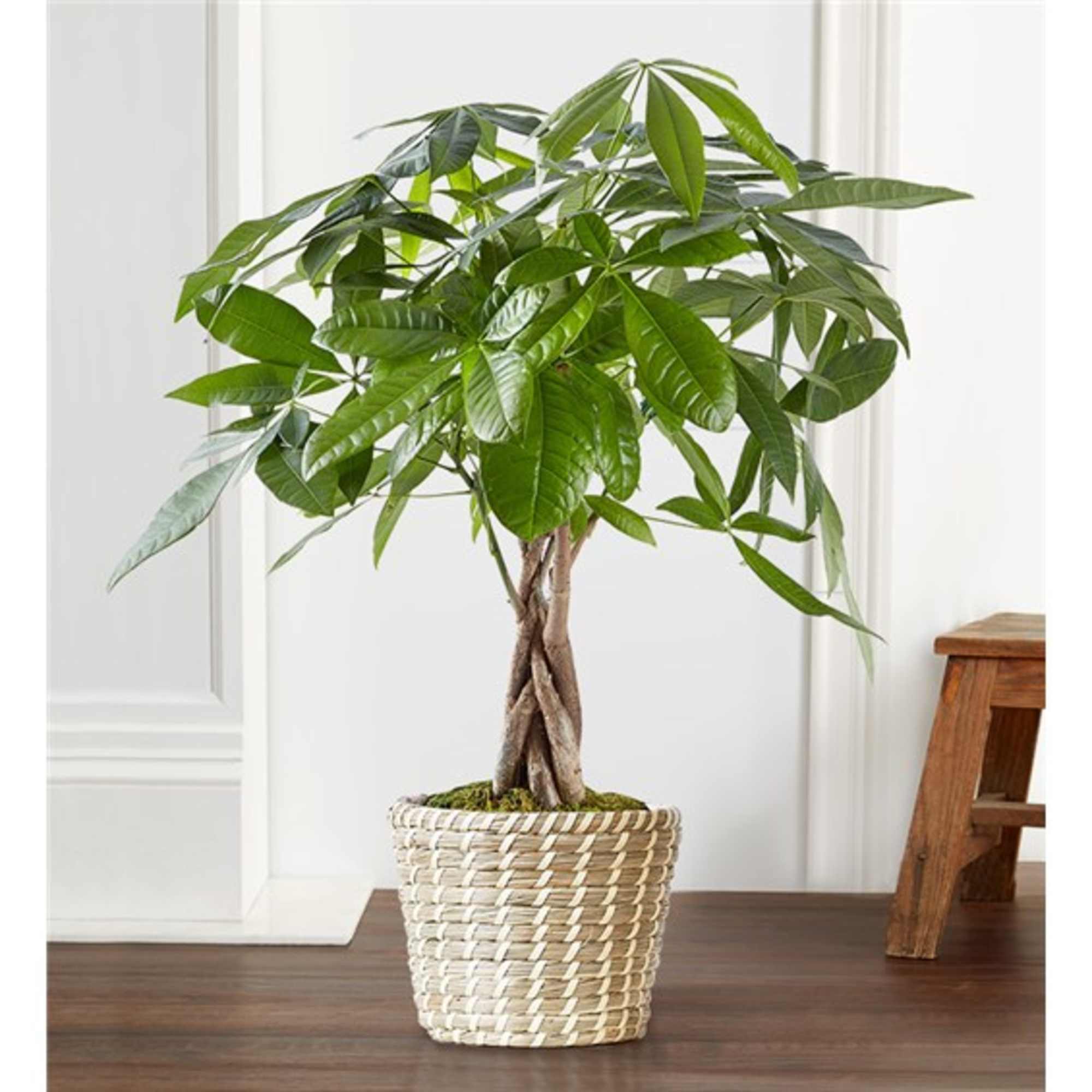 Potted money tree plant in a woven basket planter