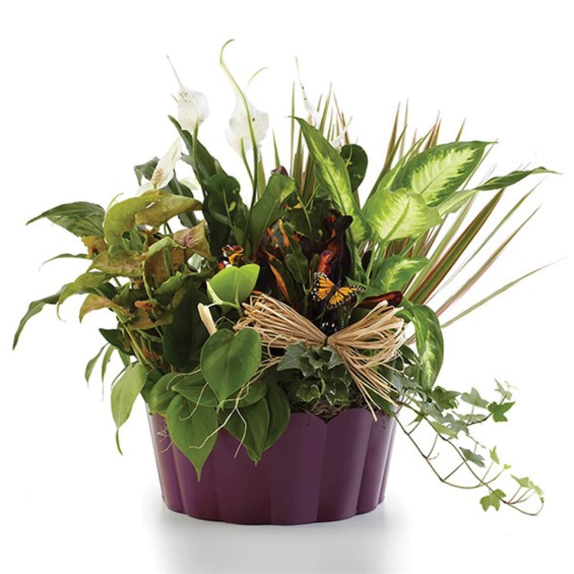 Mixed green plant arrangement in a purple container with white blooms and a raffia bow