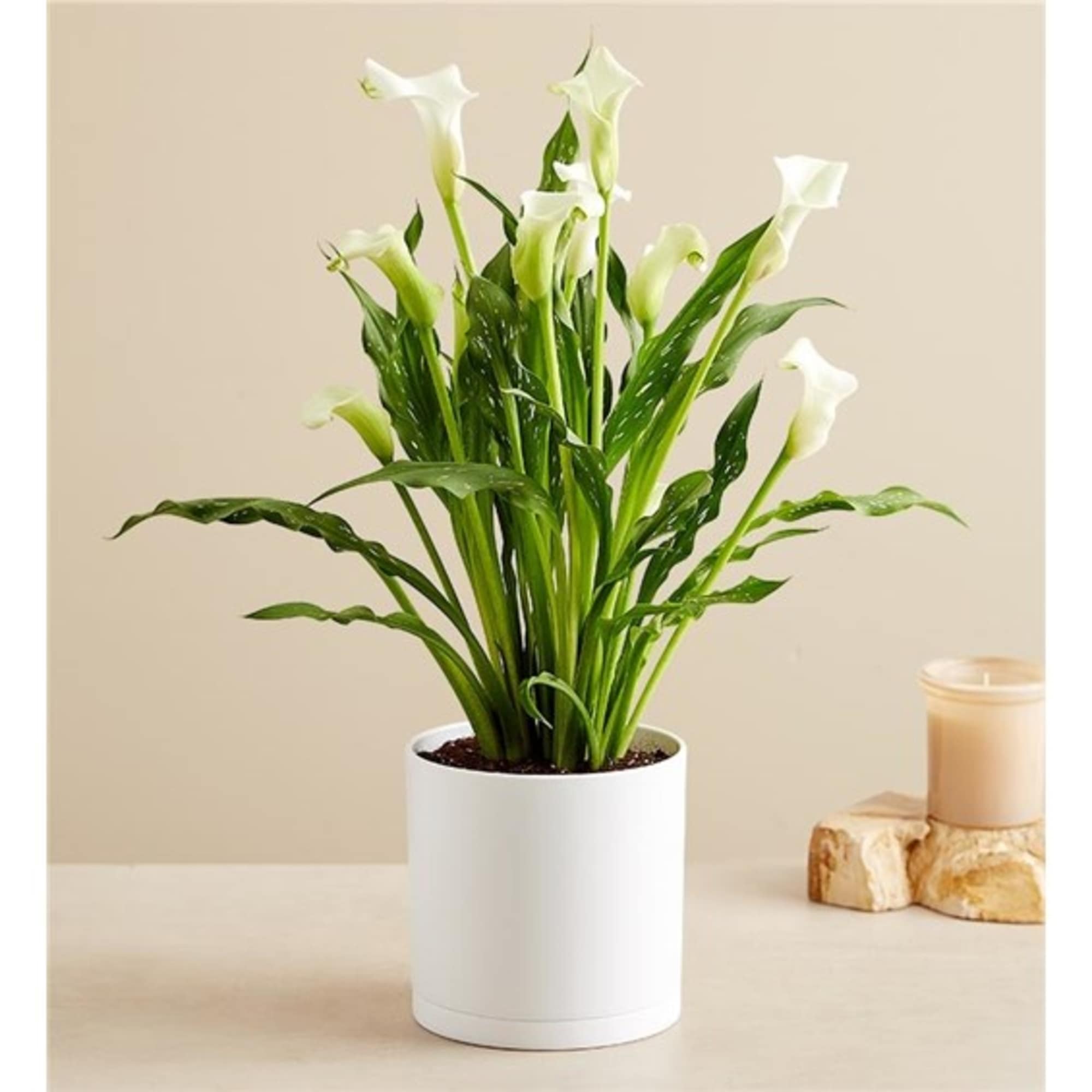 White calla lilies in a white pot beside a candle