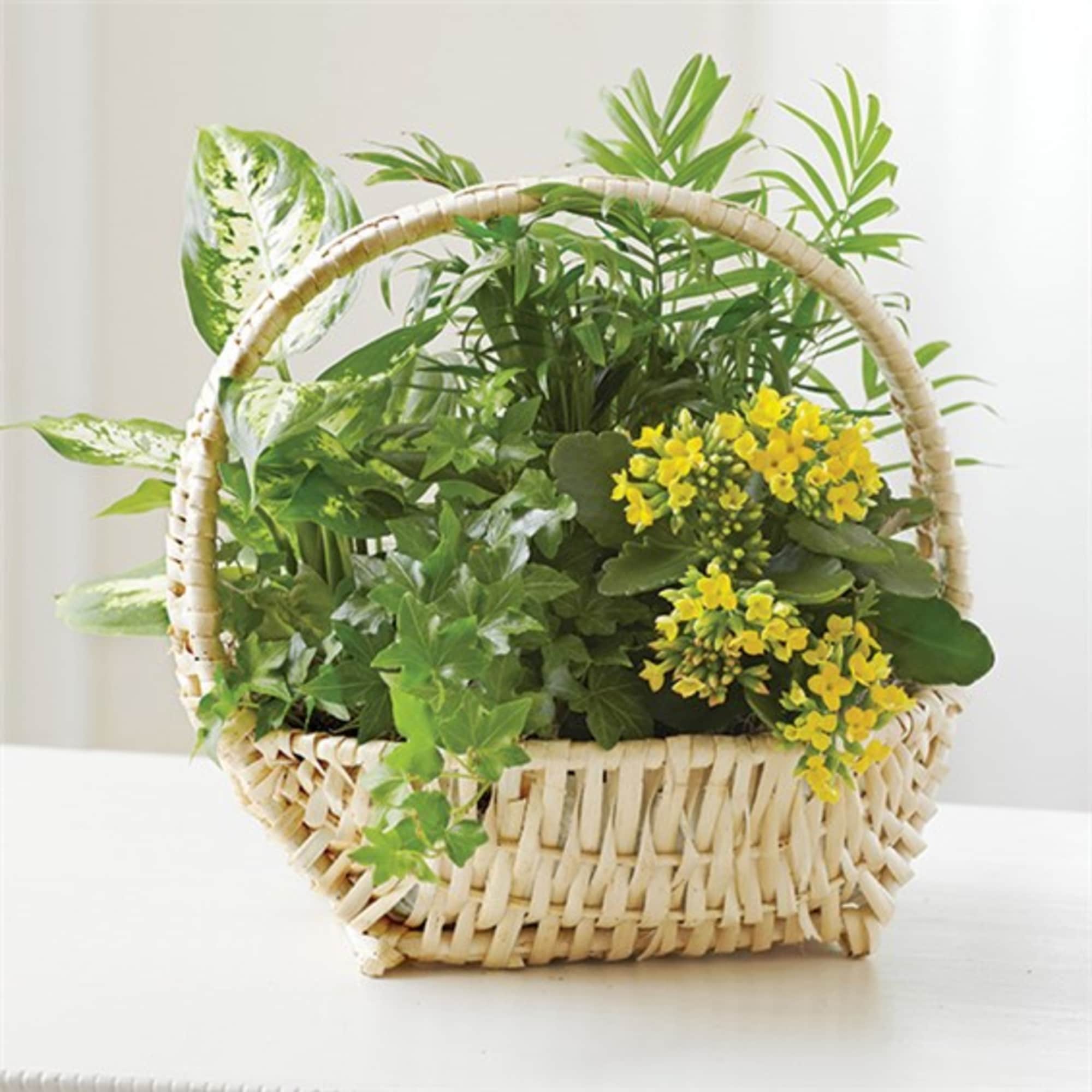 Basket of green houseplants with small yellow flowers