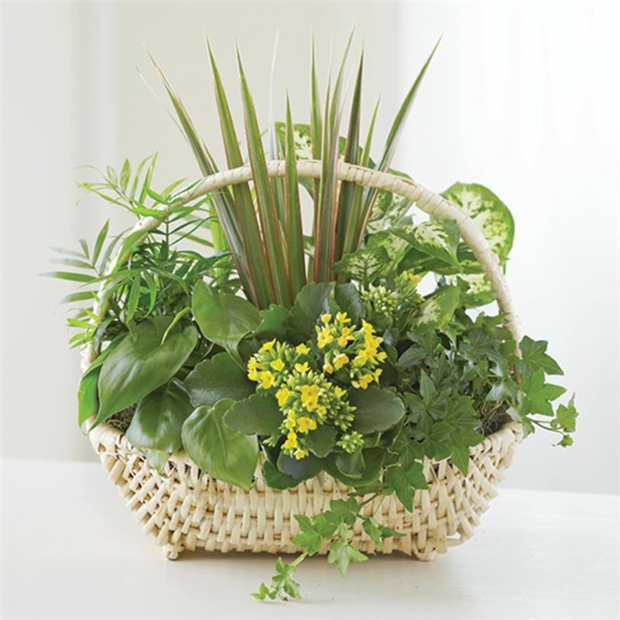 Basket of green houseplants with small yellow flowers