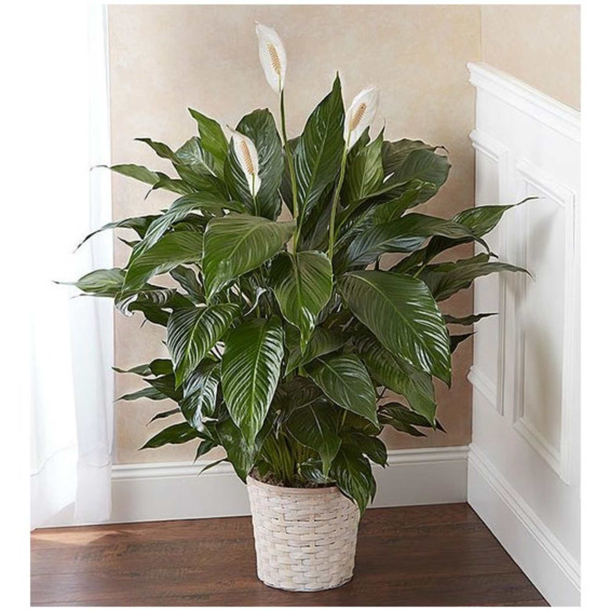 Potted peace lily plant with white blooms in a woven basket