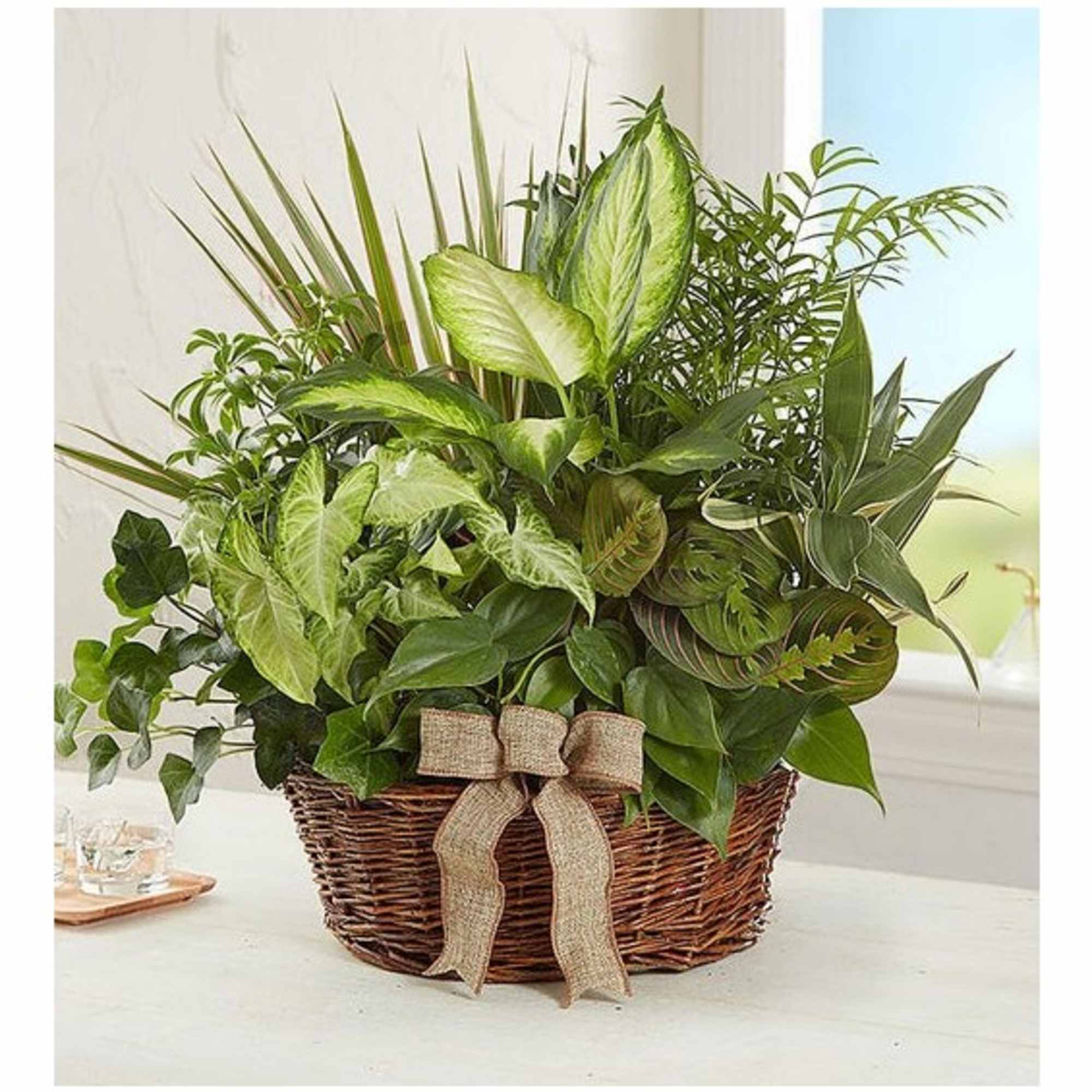 Mixed green houseplants arranged in a wicker basket with a burlap bow