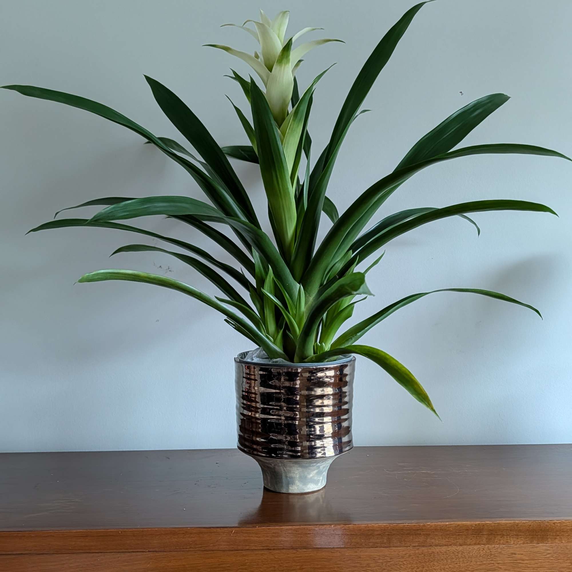 Potted green plant with a white bloom in a metallic vase