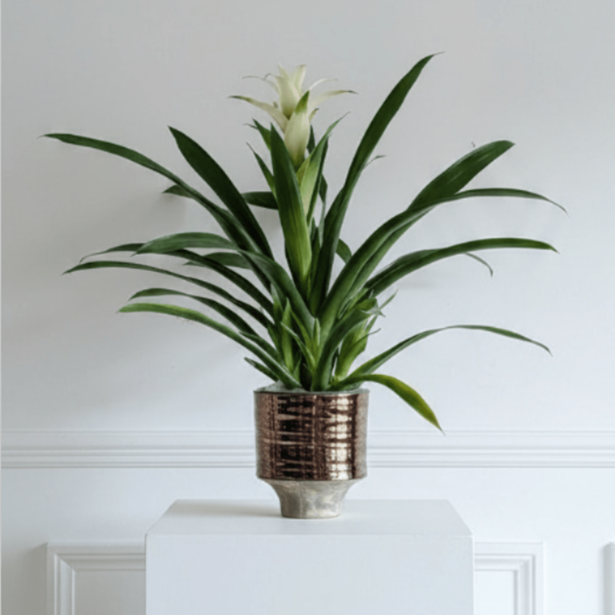 Quiet Bromeliad features graceful green foliage and a delicate white bloom for