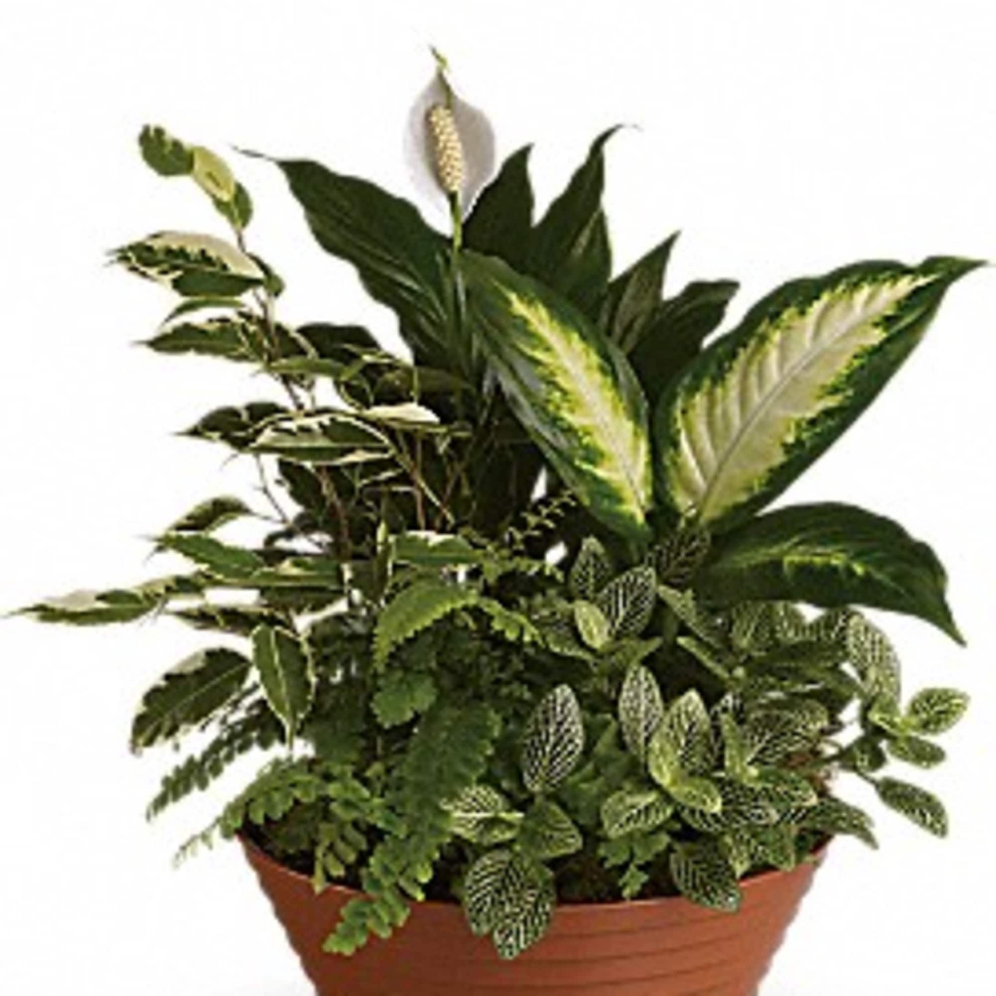 Potted green houseplant arrangement with mixed foliage and a white spathe bloom