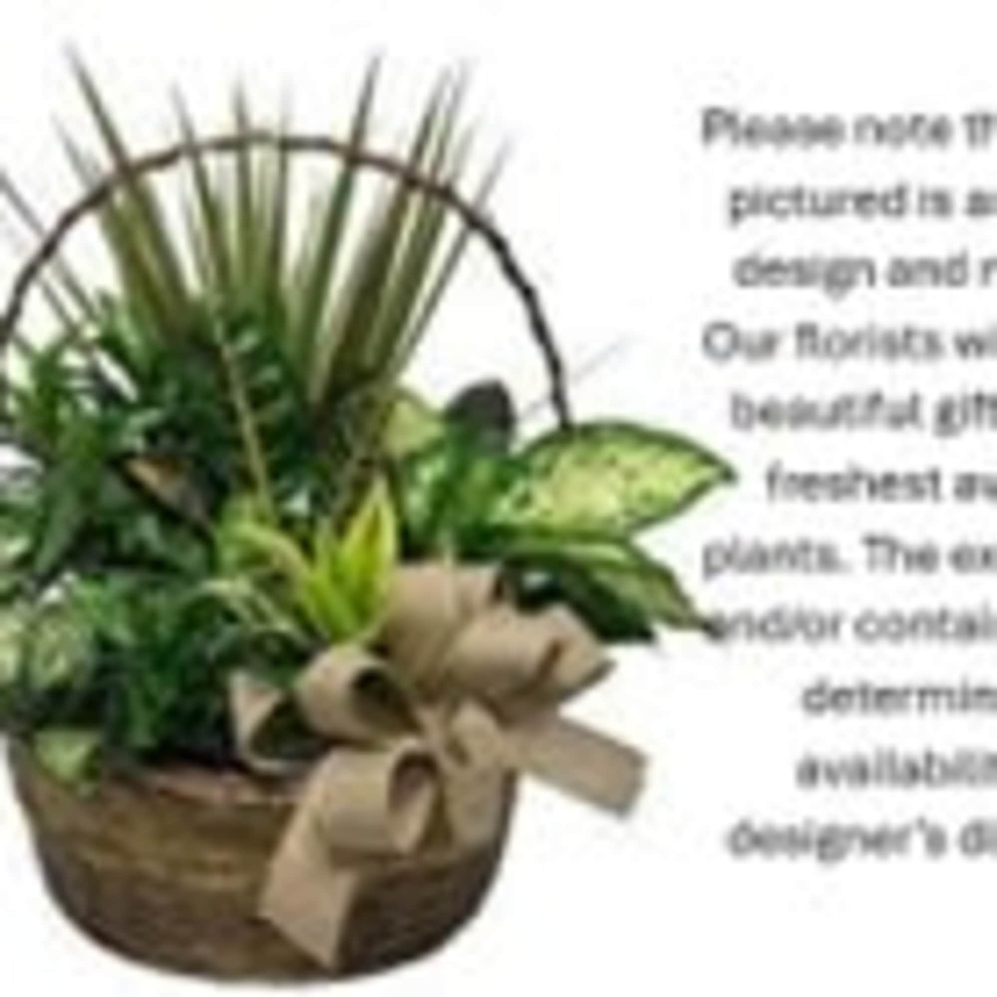 Basket of assorted green plants with a bow