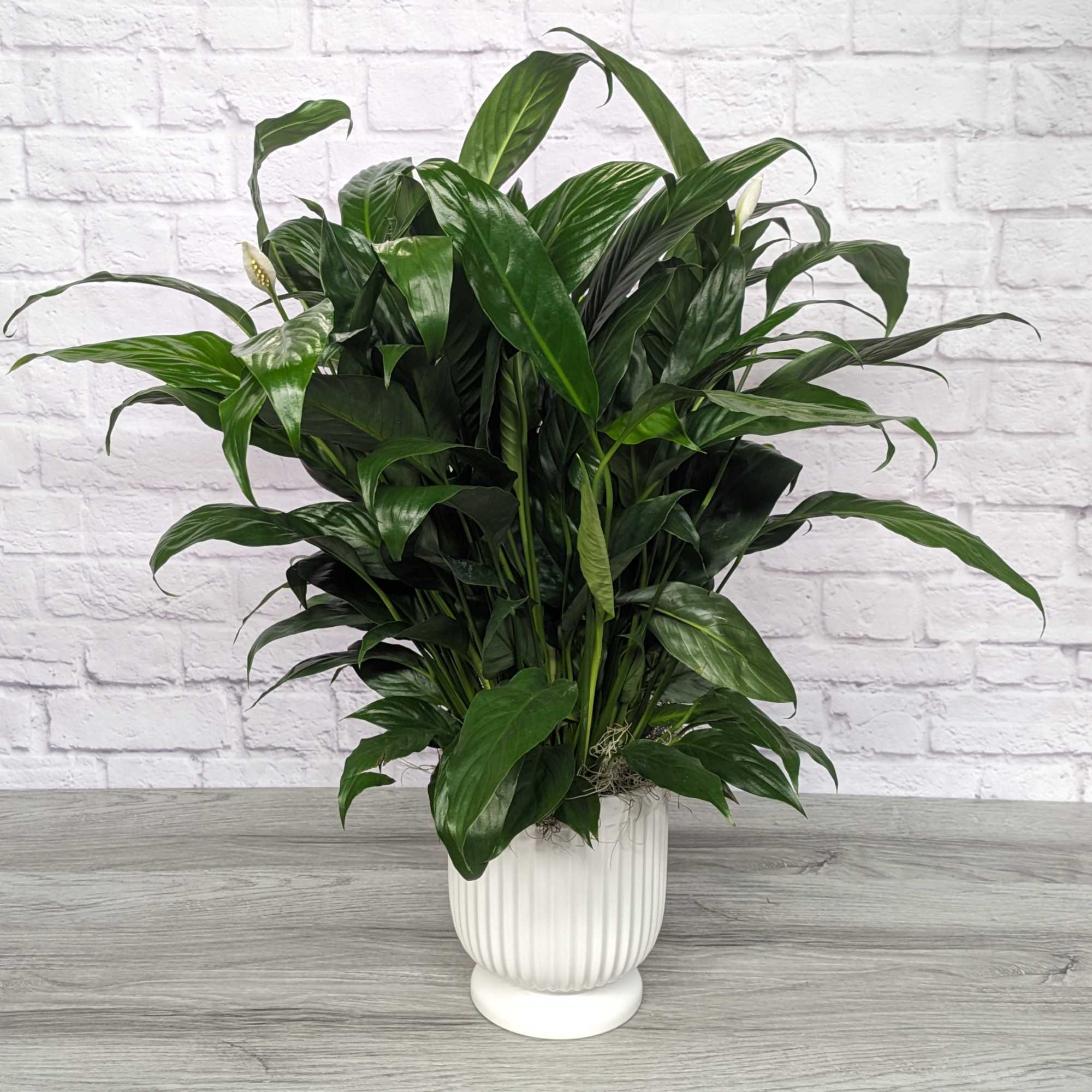 Potted peace lily plant in a white ribbed planter
