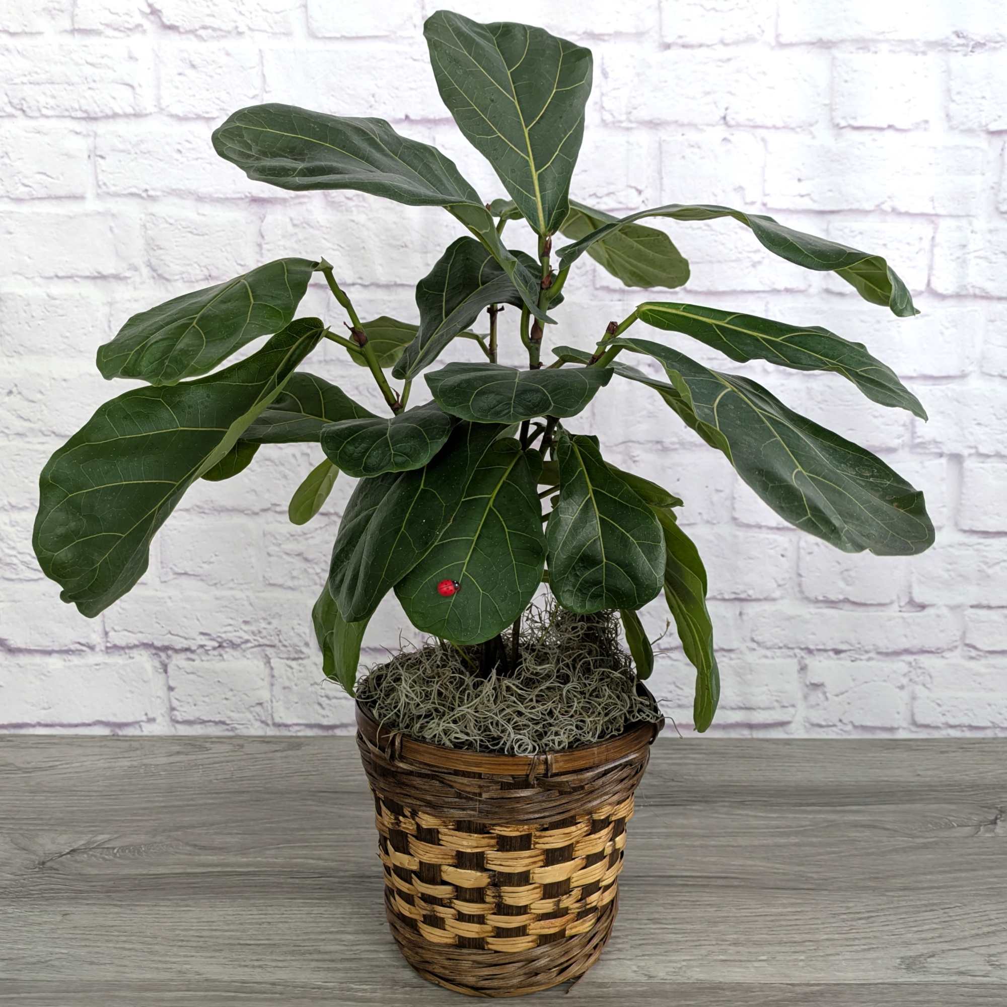 Celebrate any occasion with a lush potted plant. We pick out the