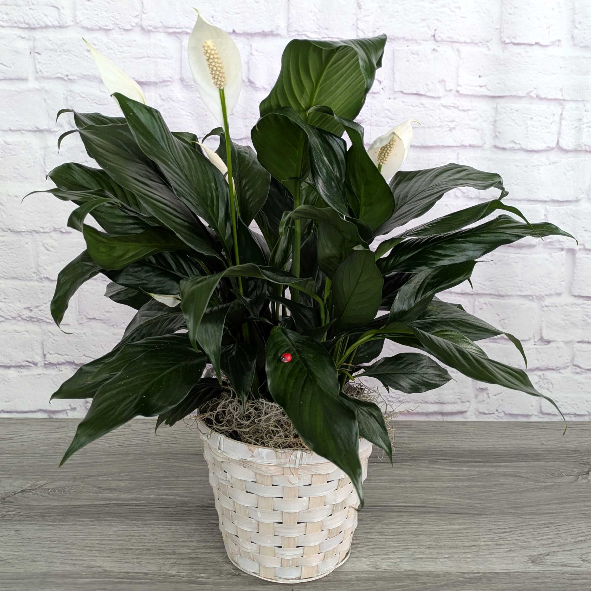 Potted peace lily with white blooms in a woven basket