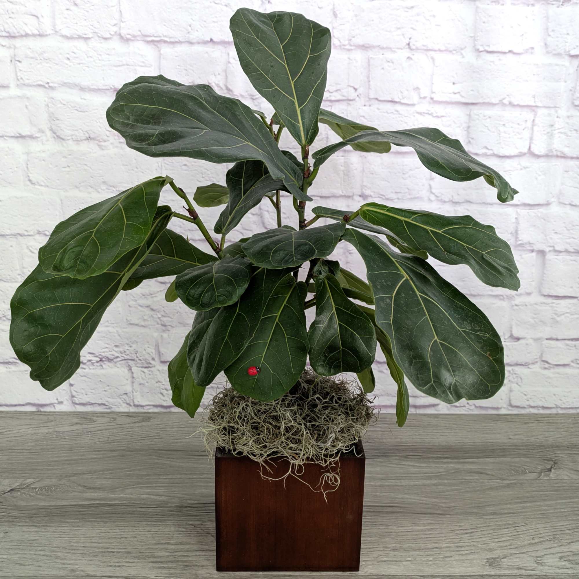 Potted fiddle leaf fig plant in a square wooden planter