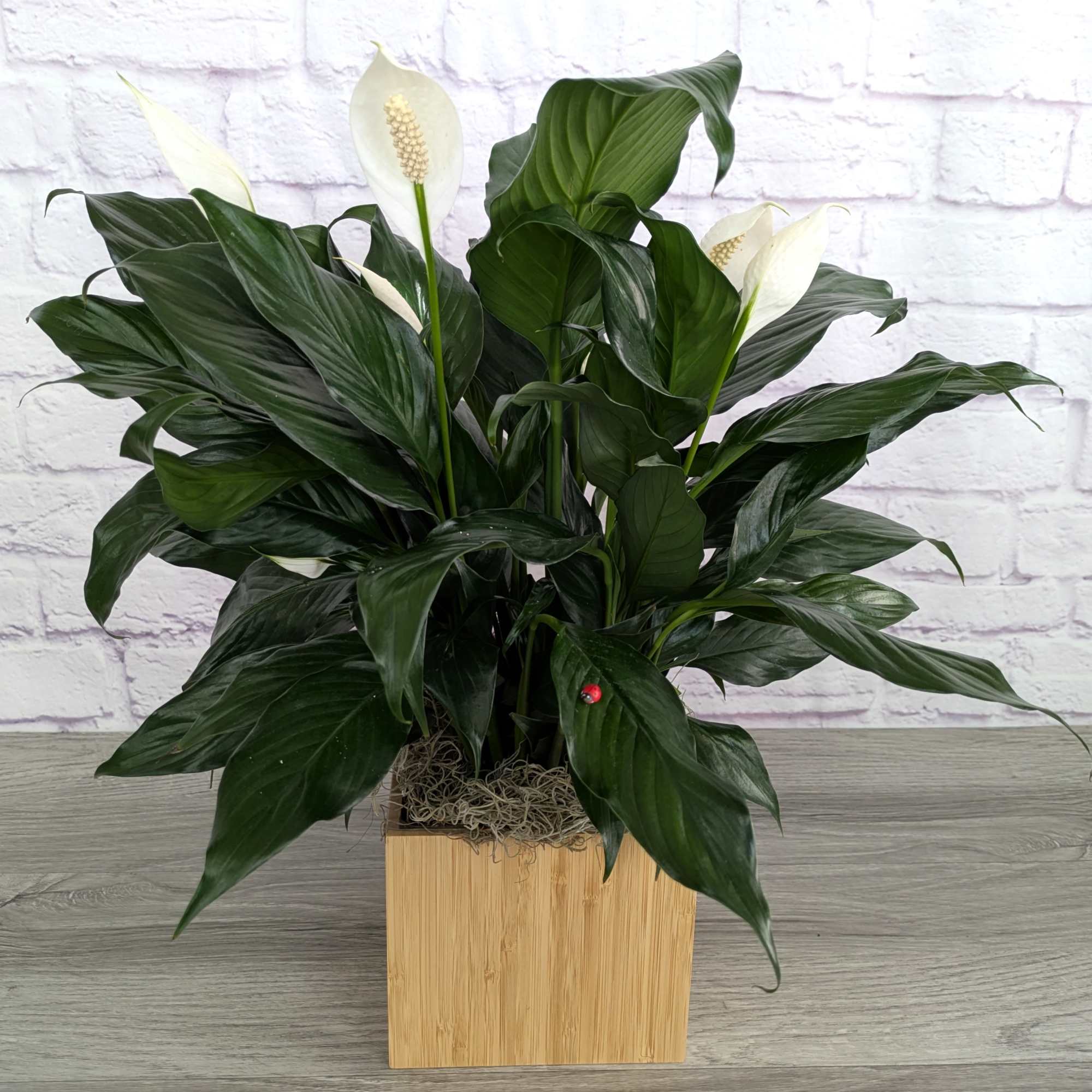 White peace lilies in a wooden planter box