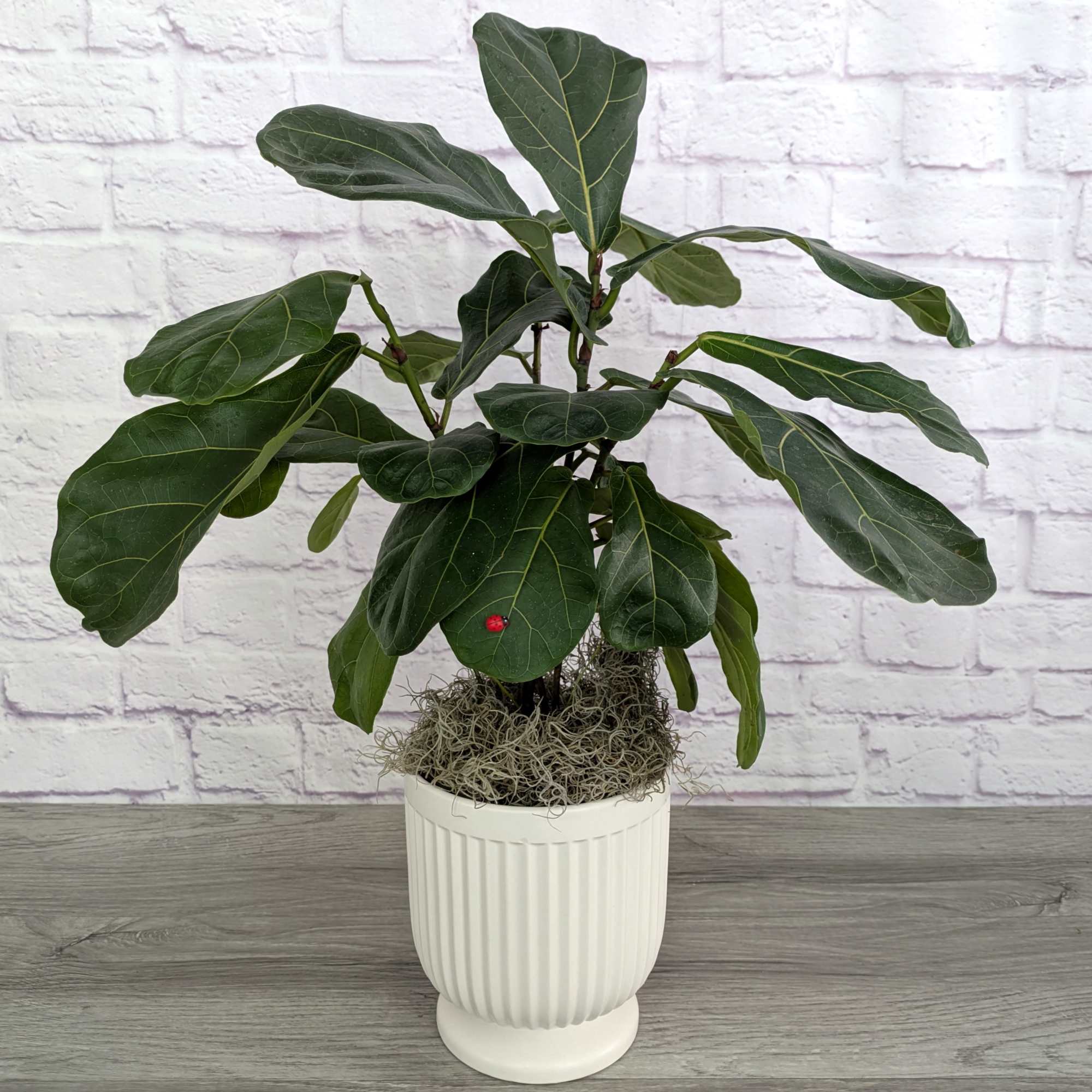 Potted fiddle leaf fig plant in a white ribbed planter