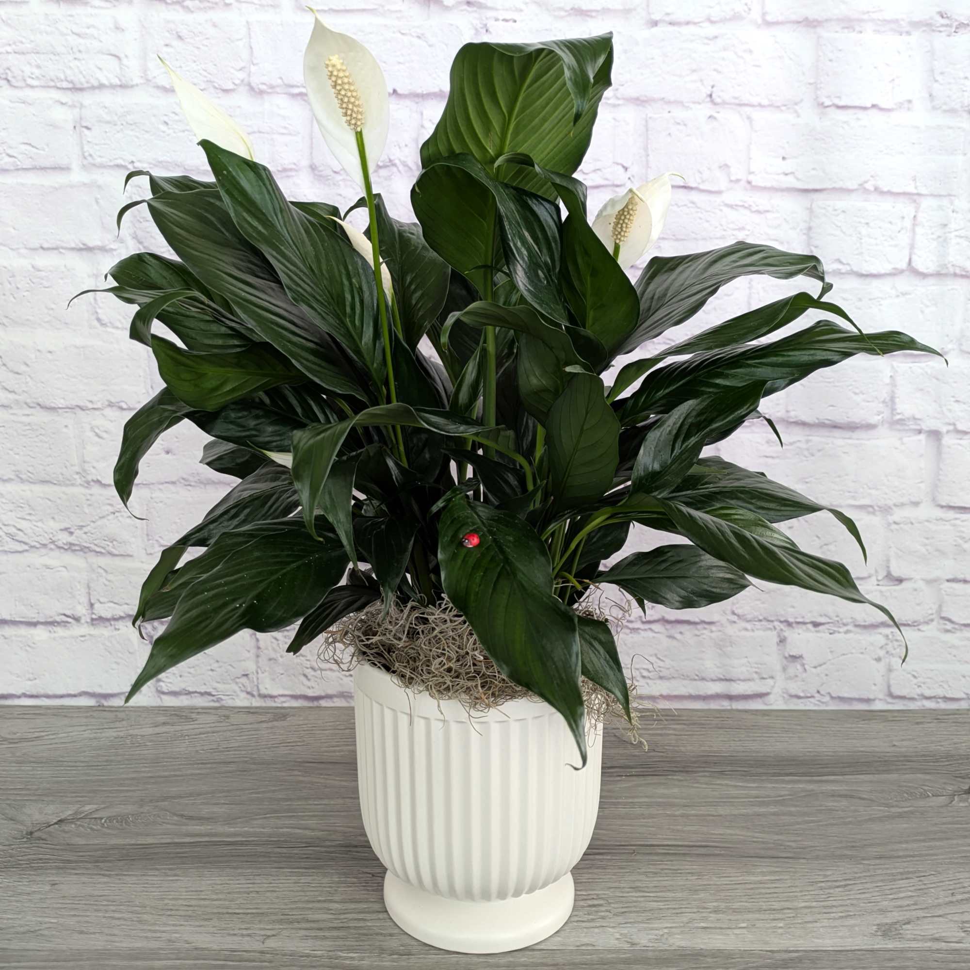 White peace lilies in a ribbed white pot