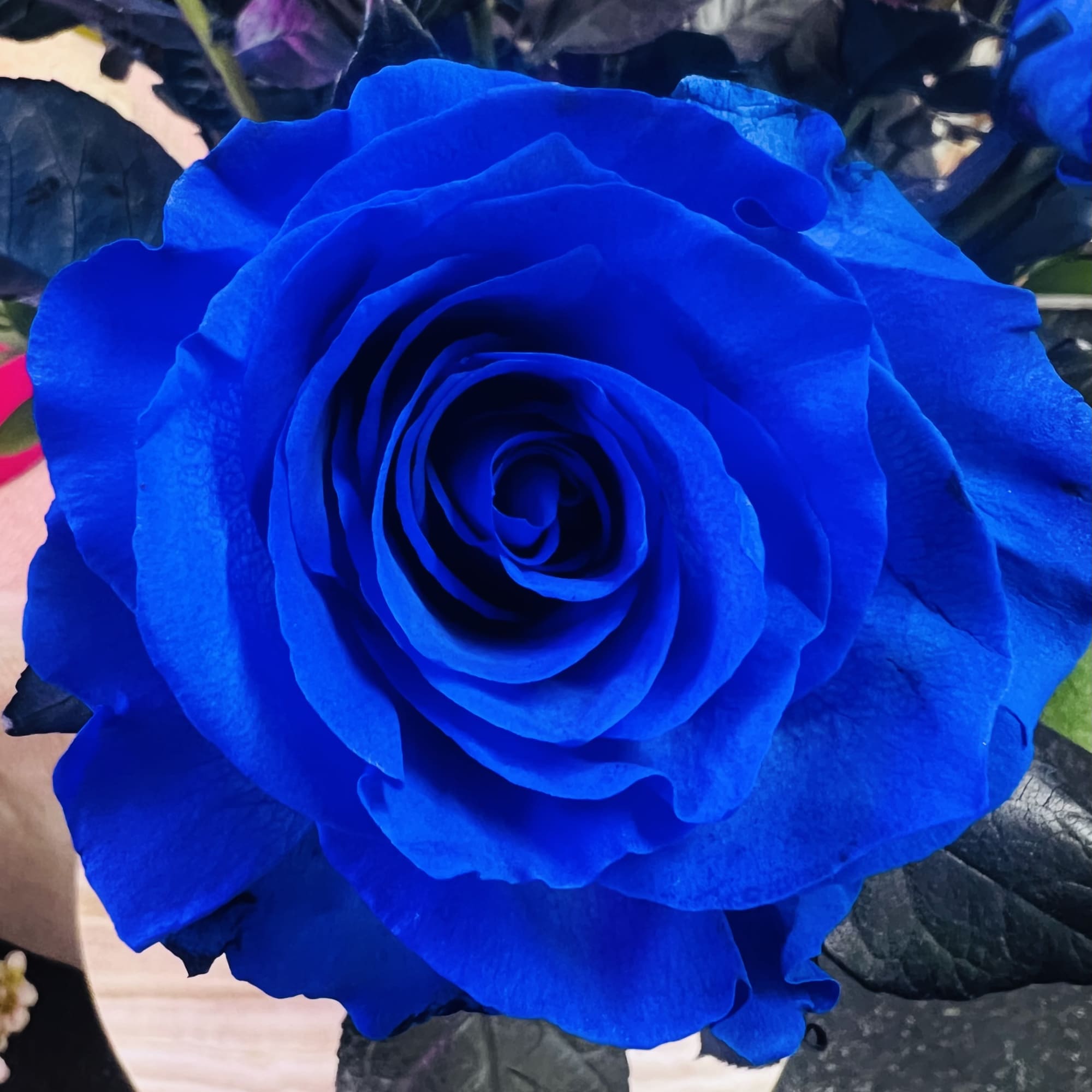 Close-up of a vivid blue rose bloom