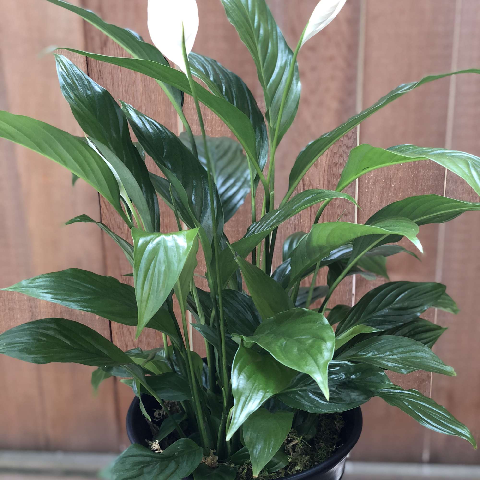Potted peace lily plant with white blooms in a black container