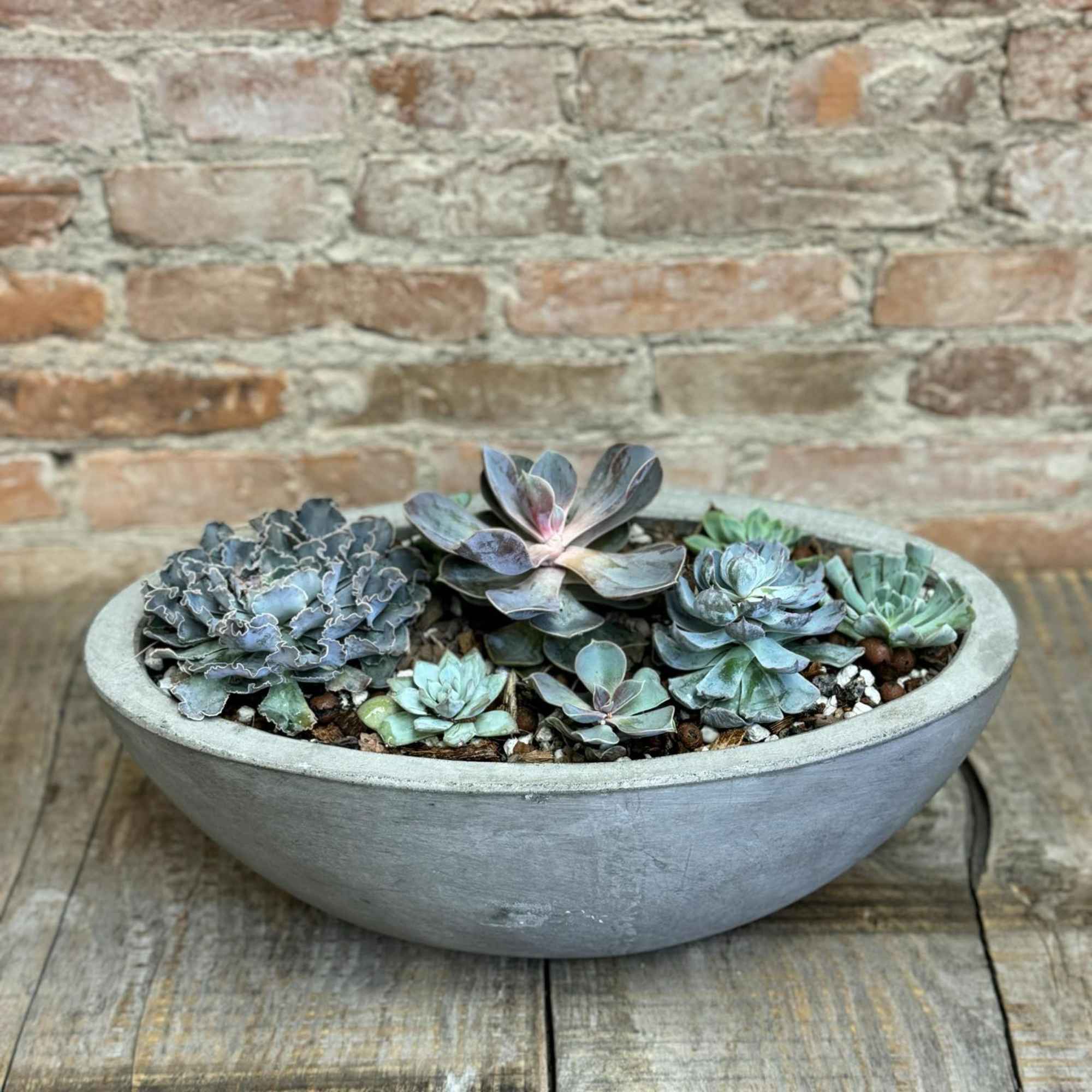 A colorful mix of succulents varying in size and species arranged in