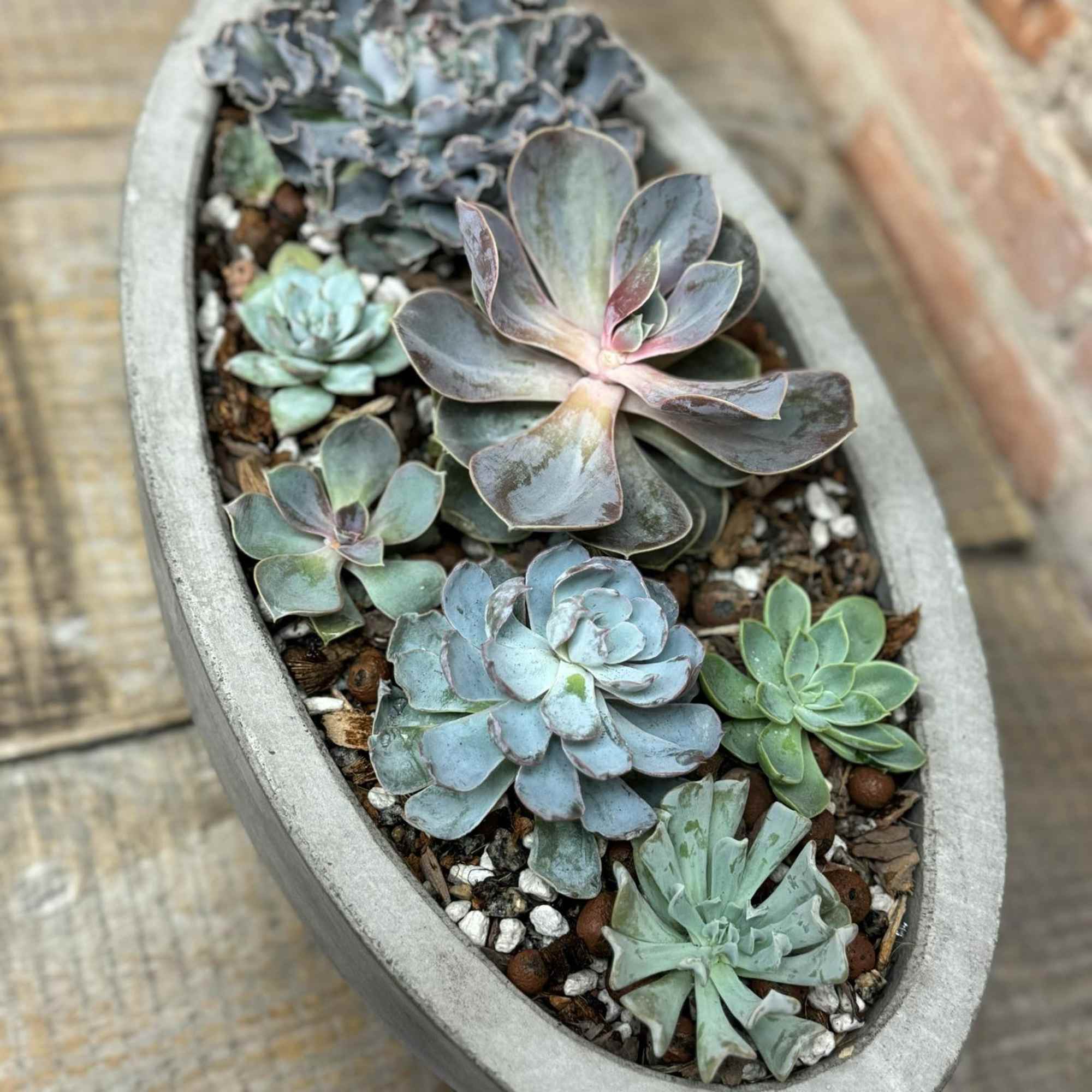 A colorful mix of succulents varying in size and species arranged in, photo 3 of 4