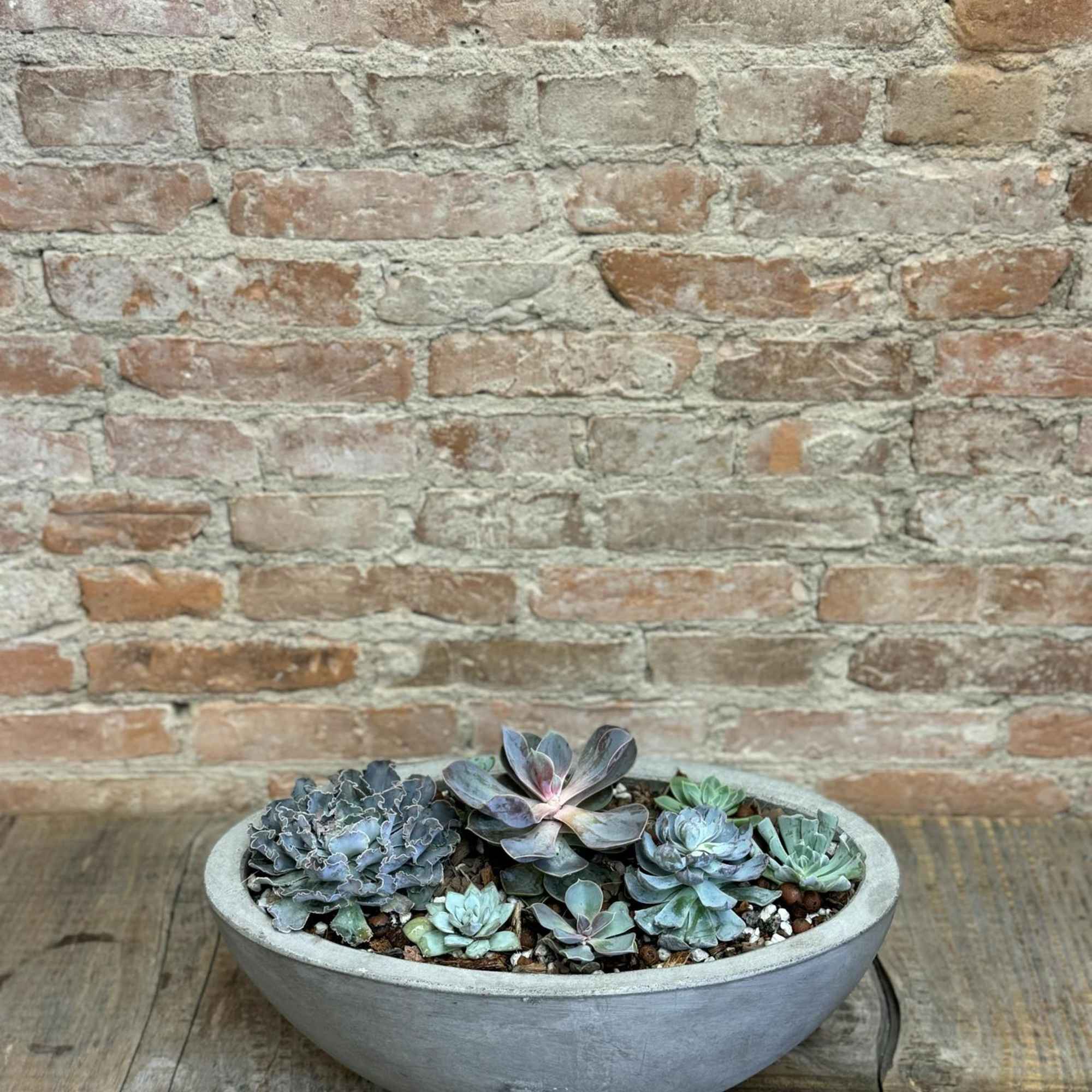 A colorful mix of succulents varying in size and species arranged in, photo 4 of 4