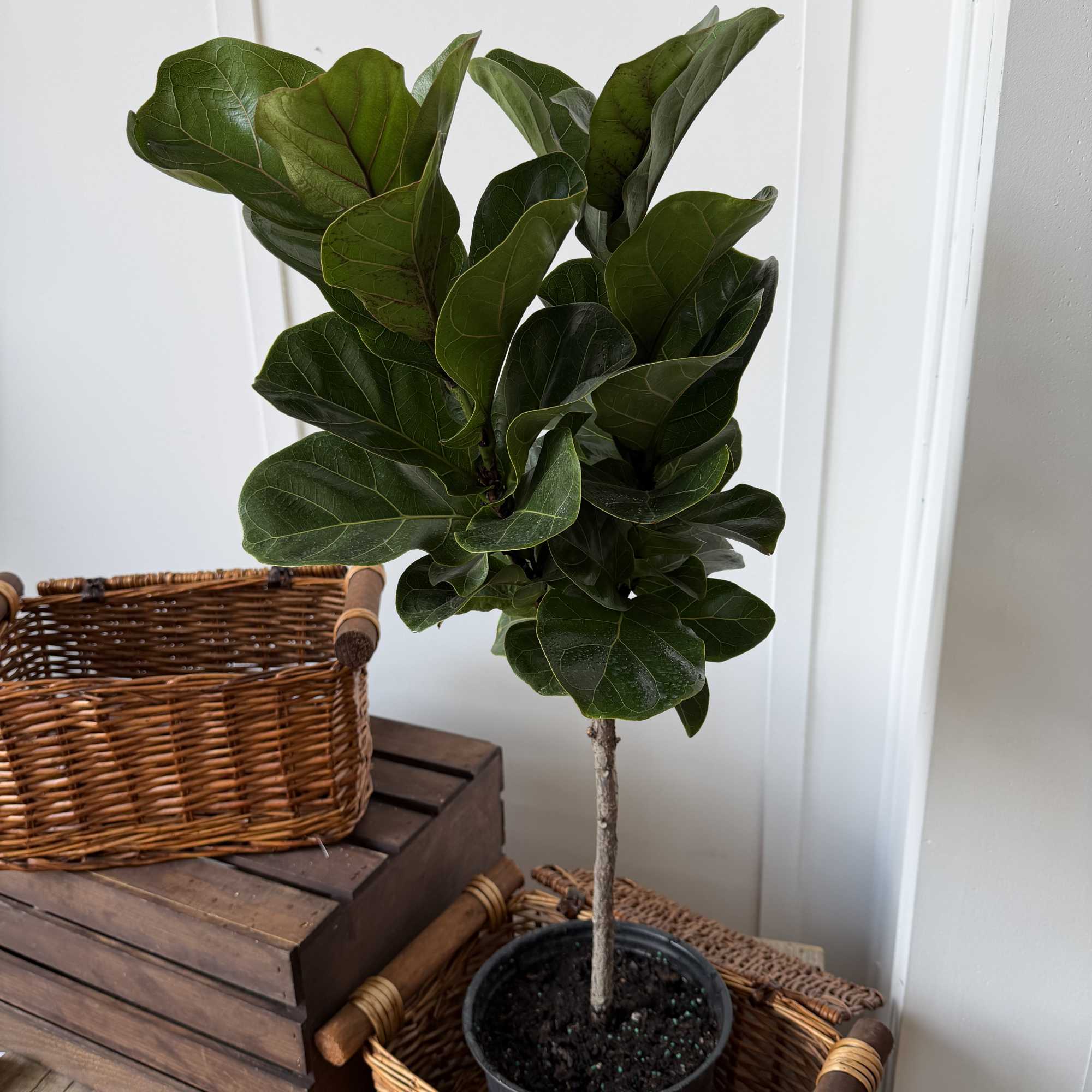 Potted fiddle leaf fig plant in a black nursery pot