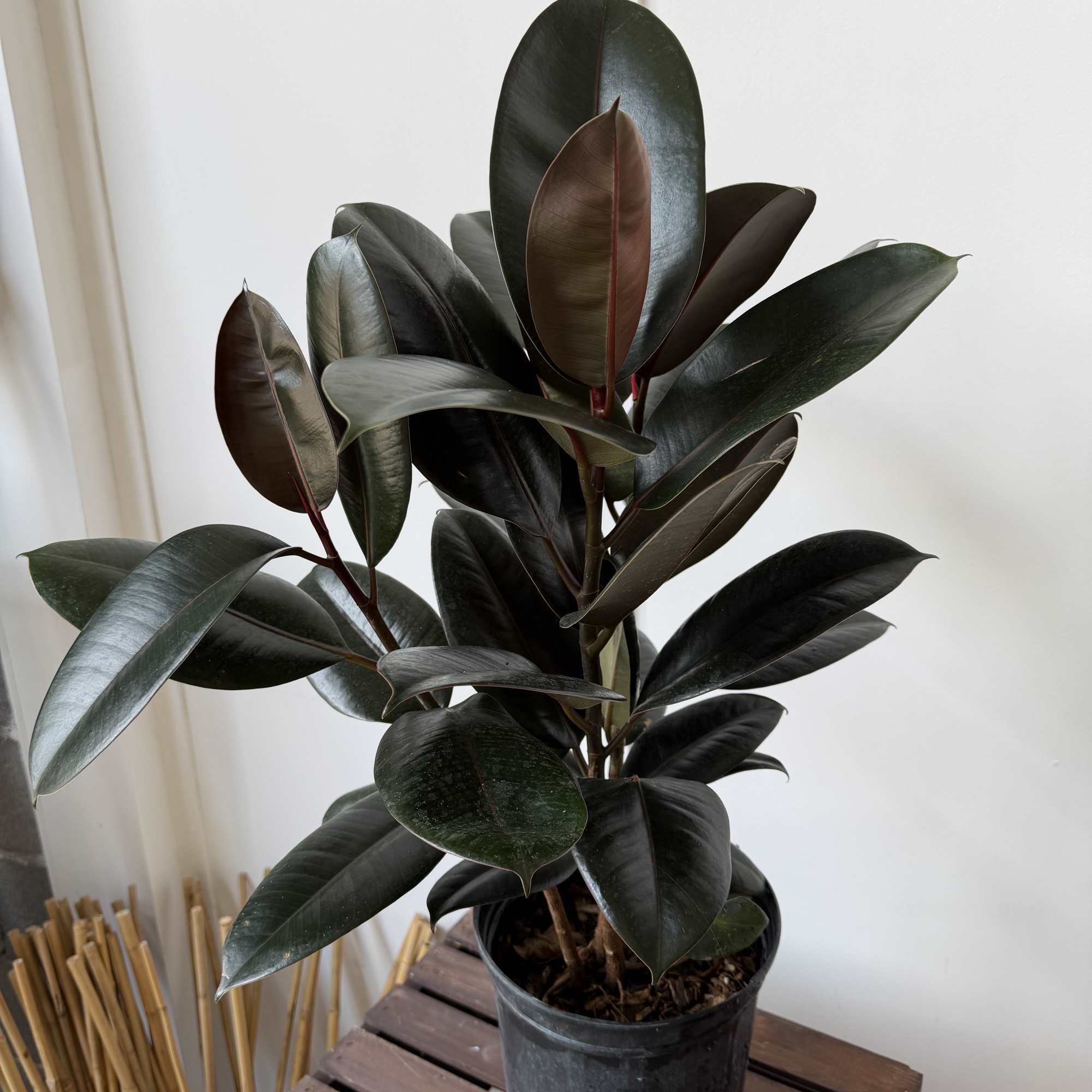 Potted rubber plant with dark glossy leaves in a black nursery pot