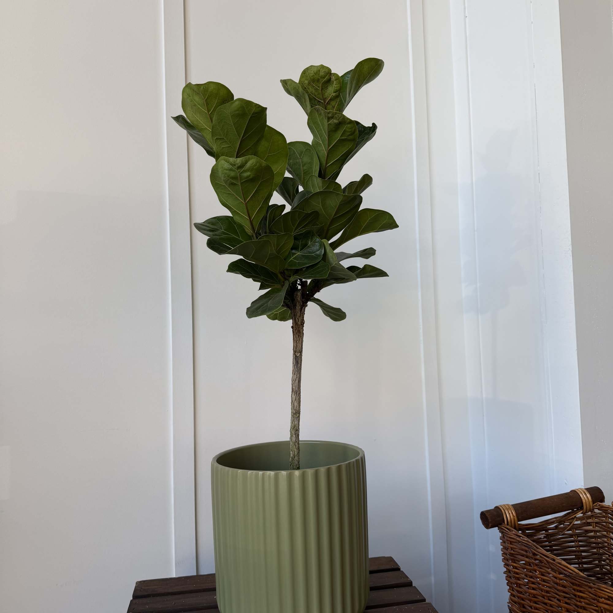 Potted fiddle leaf fig plant in a ribbed green planter