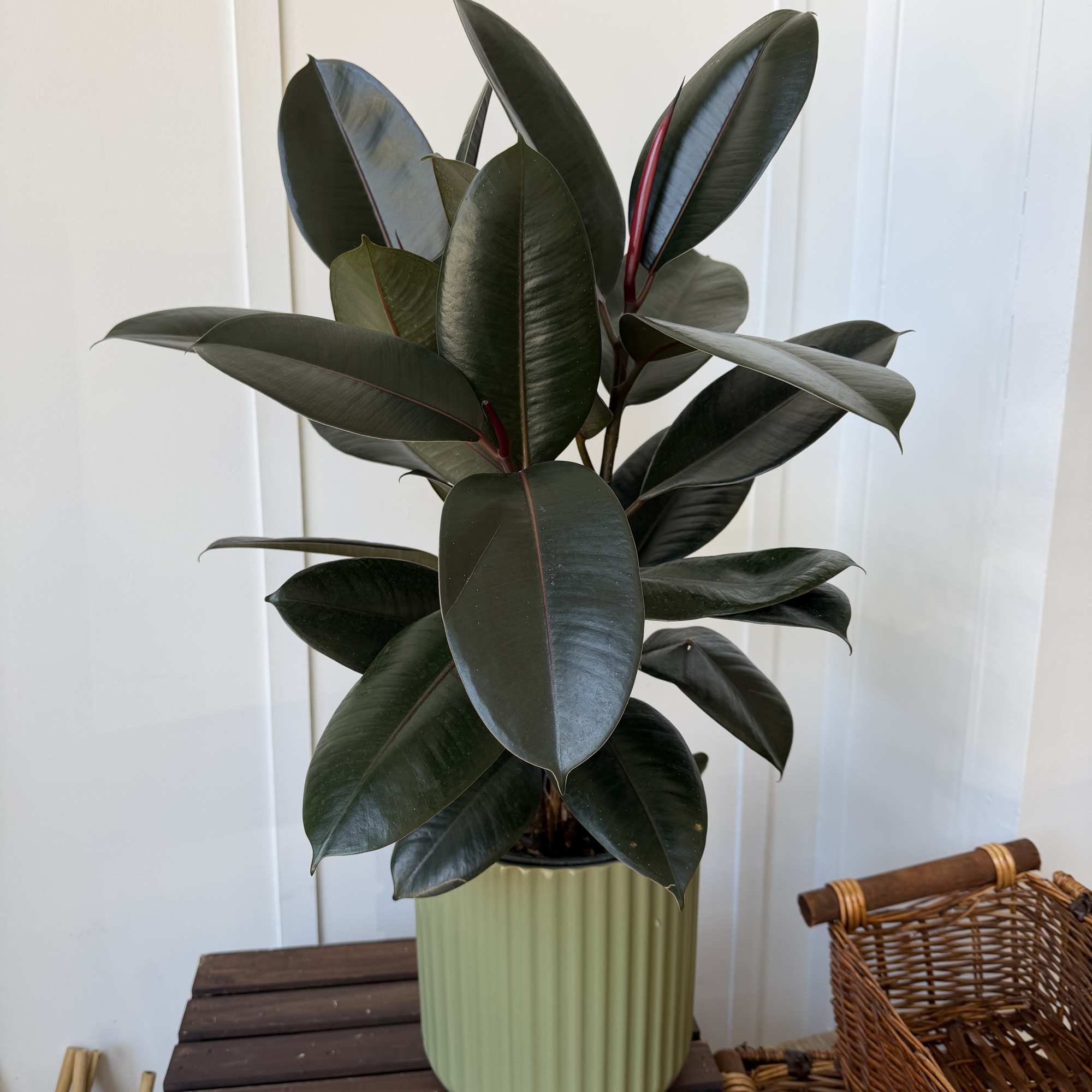 Potted rubber plant with dark glossy leaves in a ribbed green planter