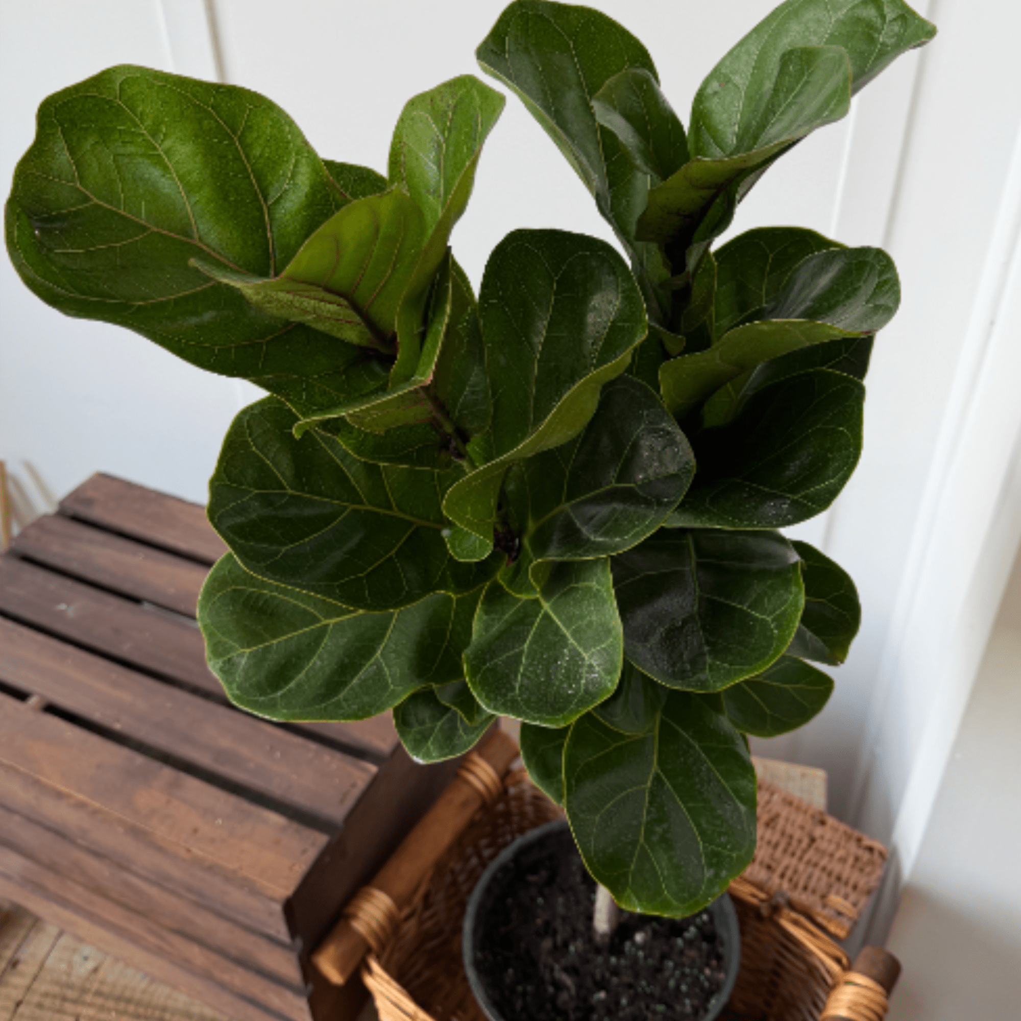 8&rdquo; Fiddle Leaf Fig (Ficus Lyrata)
Light: Bright, Indirect
Water: when the top 50%