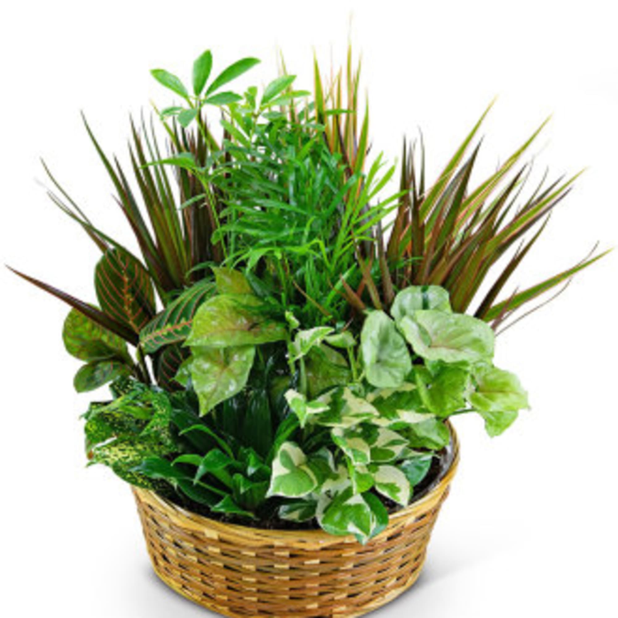 Basket of assorted green houseplants and foliage