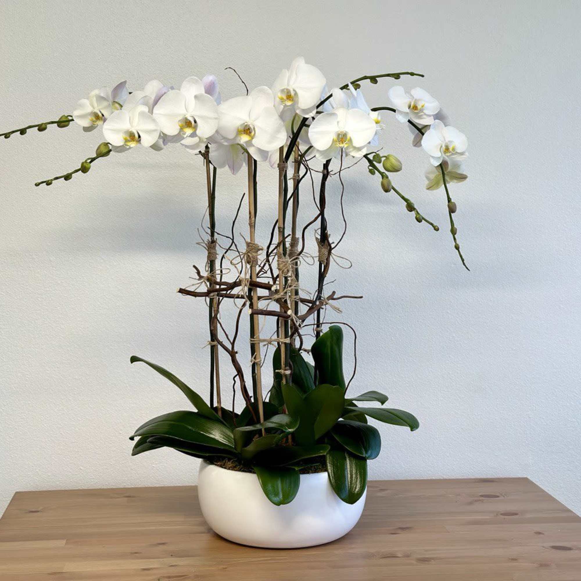 White orchid arrangement in a round white pot