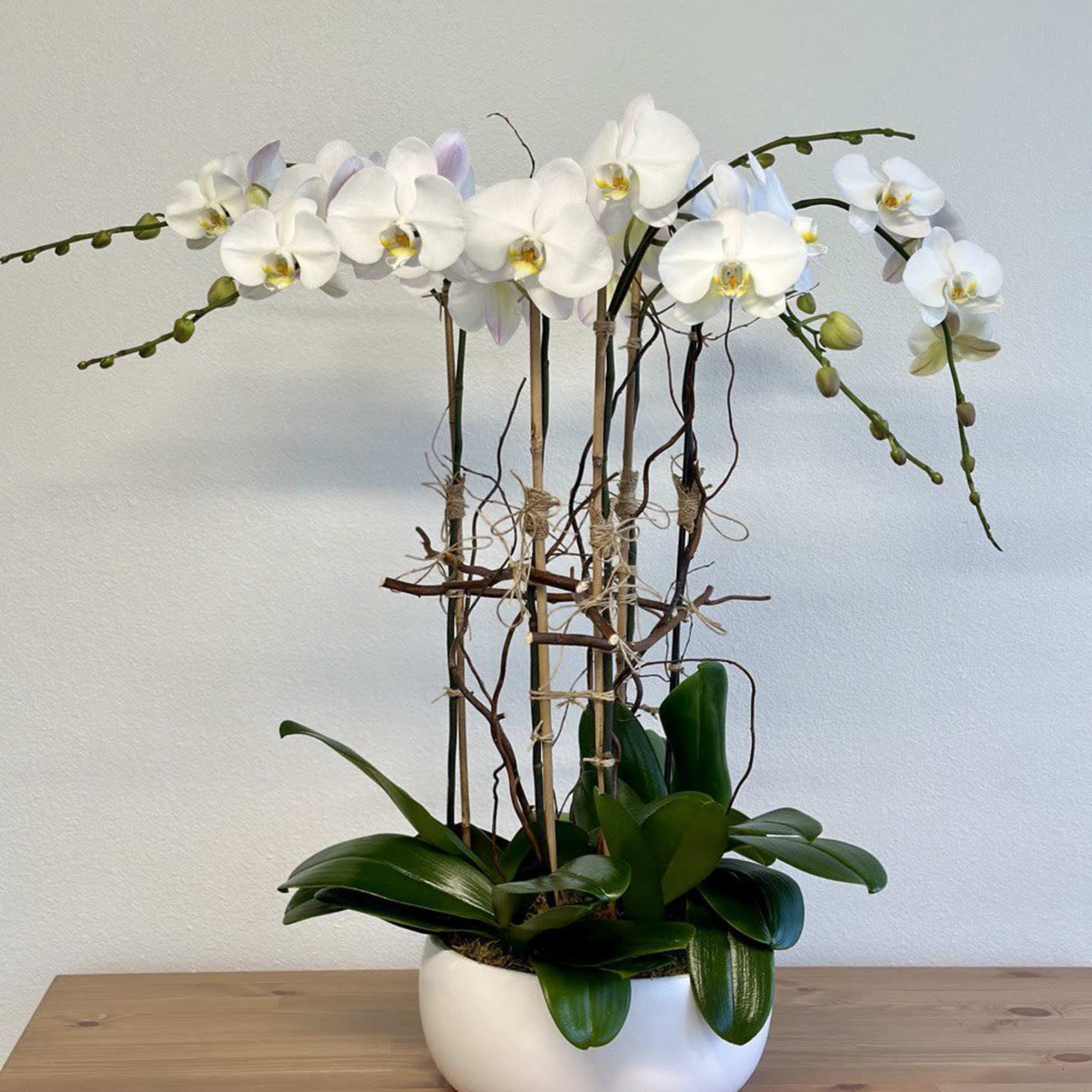 White orchid plant in a white bowl planter on a wooden table