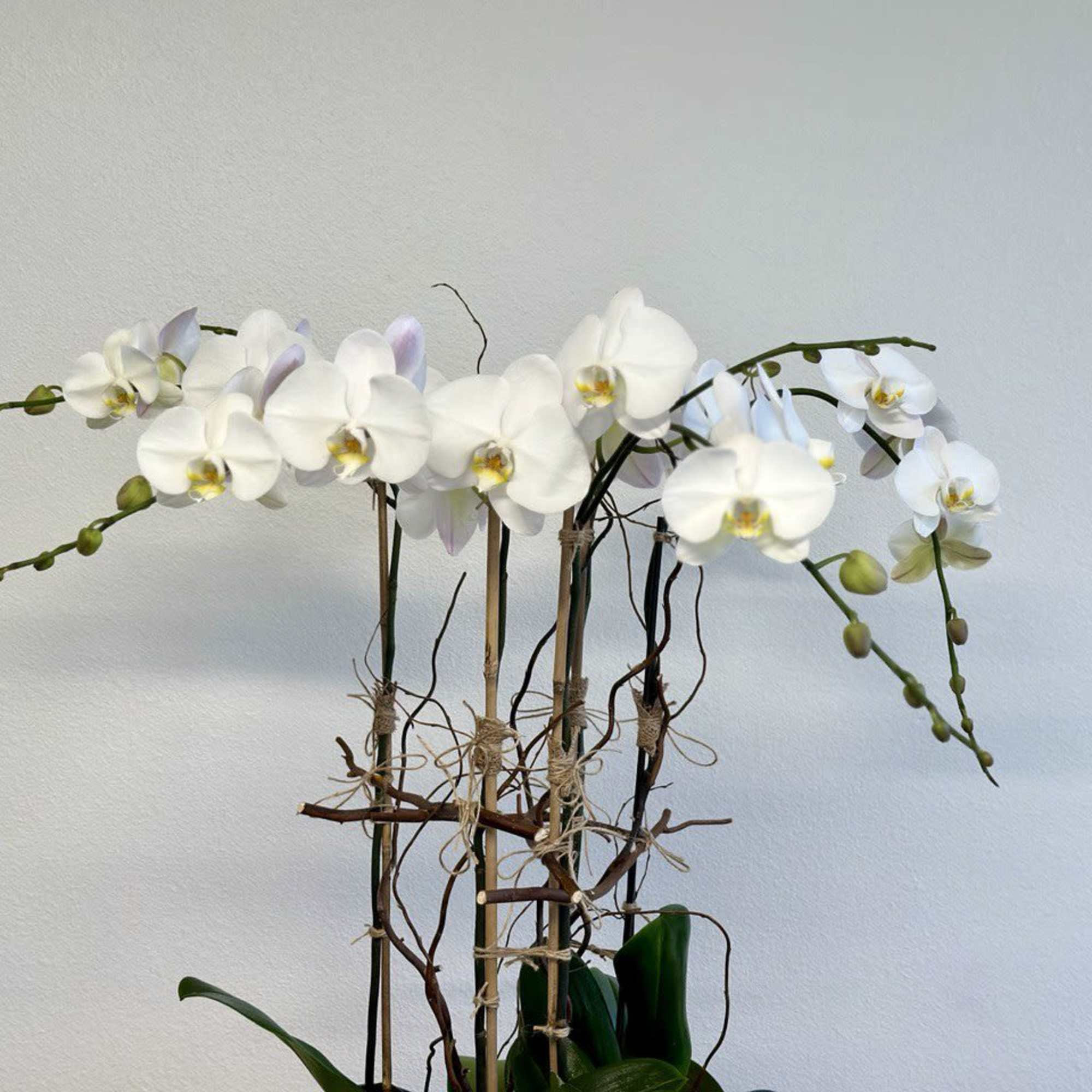 White orchids arranged on tall stems with a rustic twig support