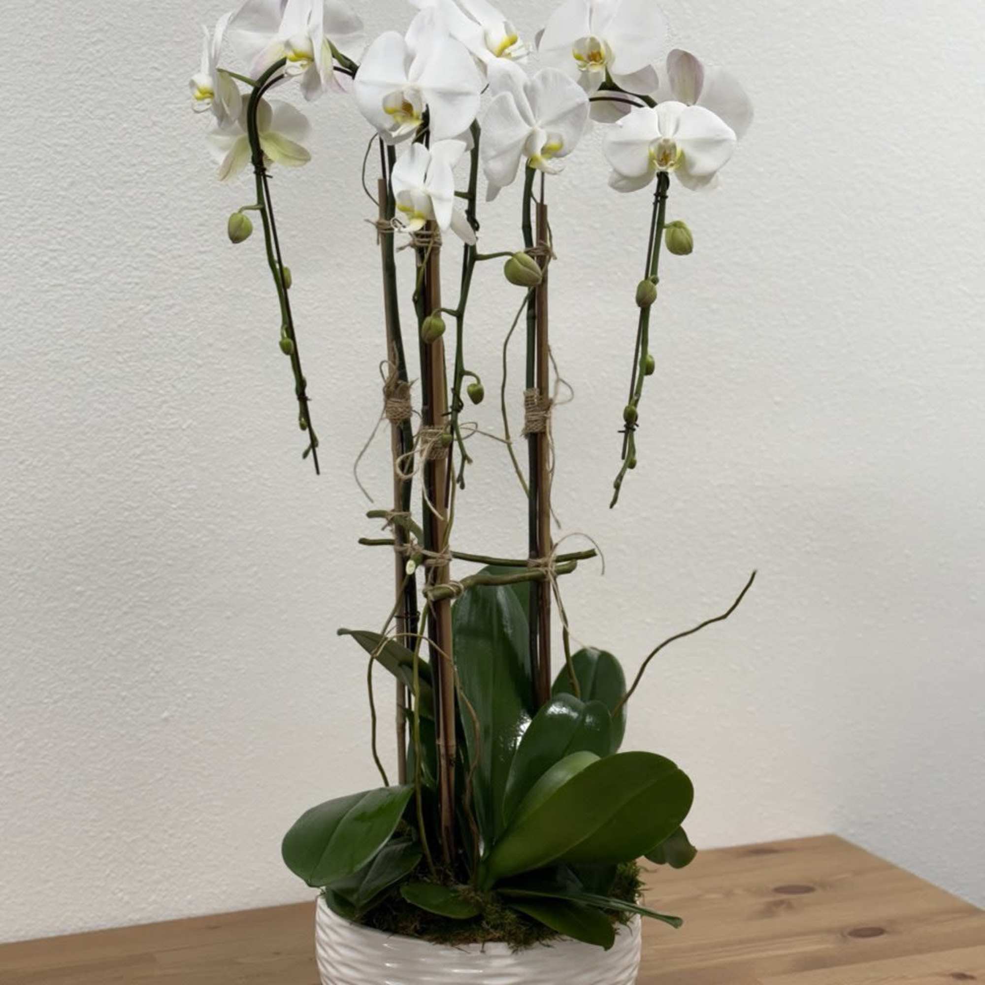White orchid arrangement in a white ceramic pot