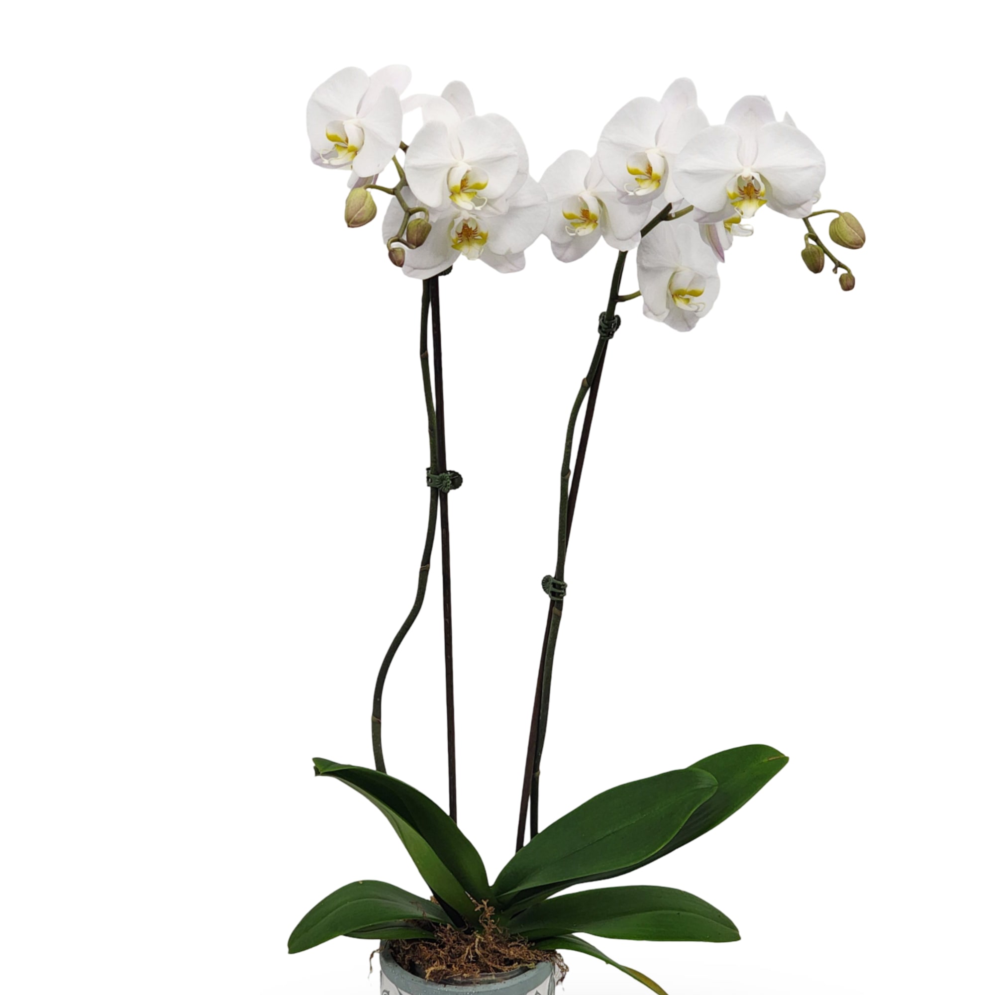 White phalaenopsis orchid plant with multiple blooms in a patterned white pot