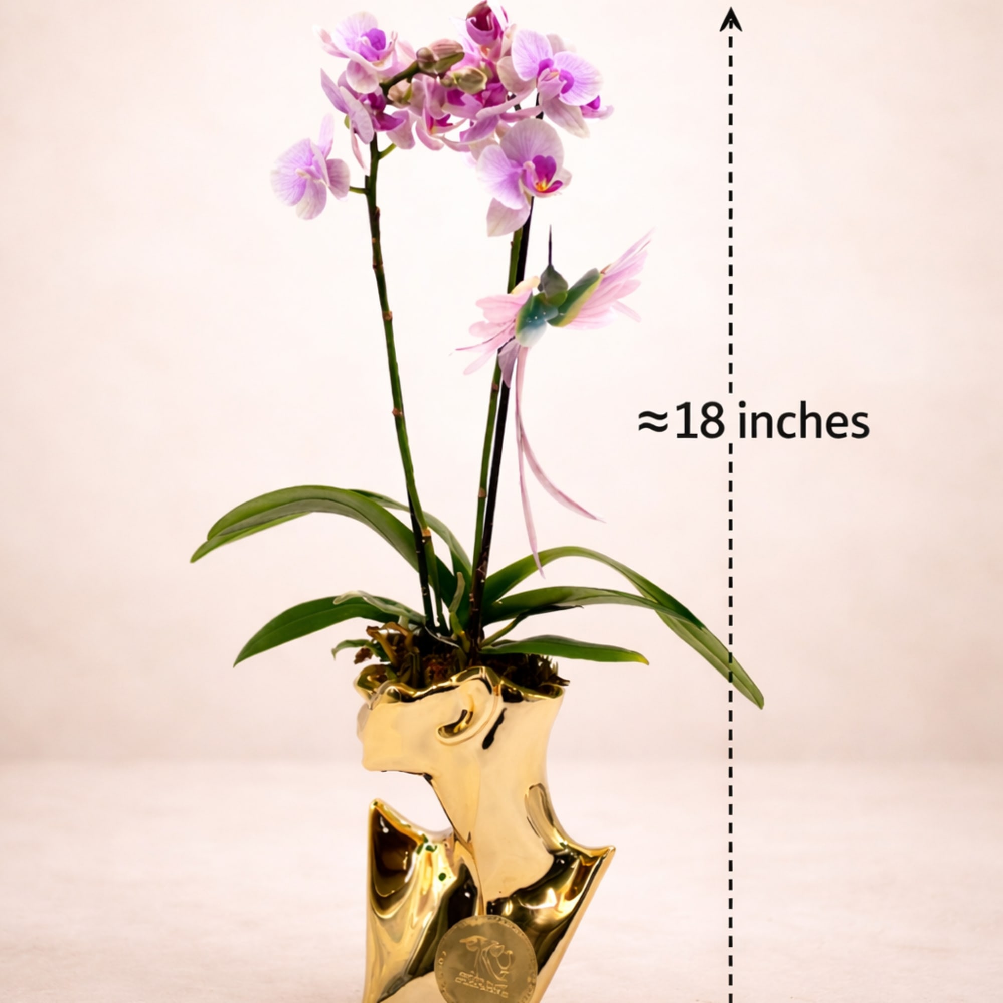 Pink orchid plant in a gold decorative pot with an 18-inch height marker