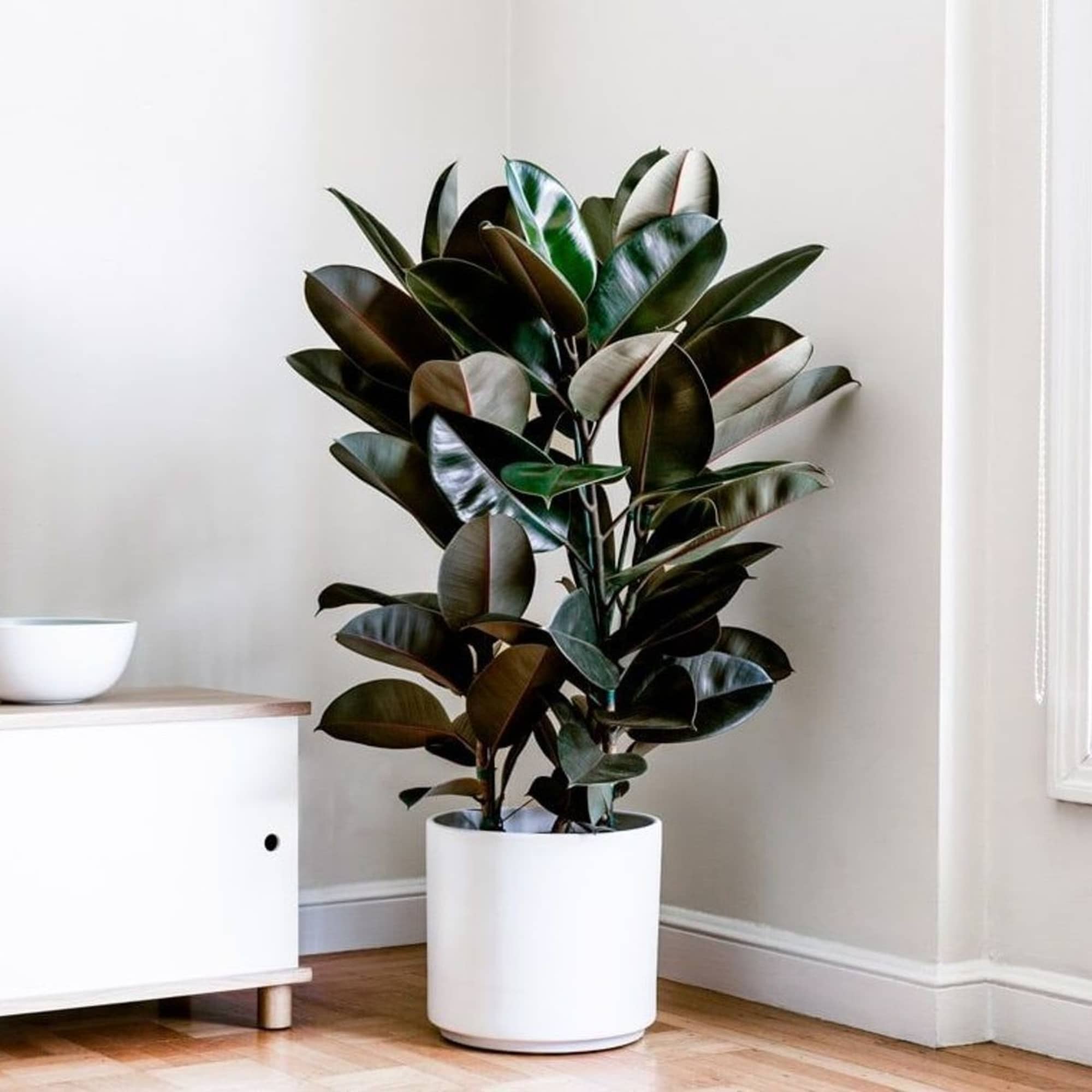 Potted rubber plant with dark glossy leaves in a white planter