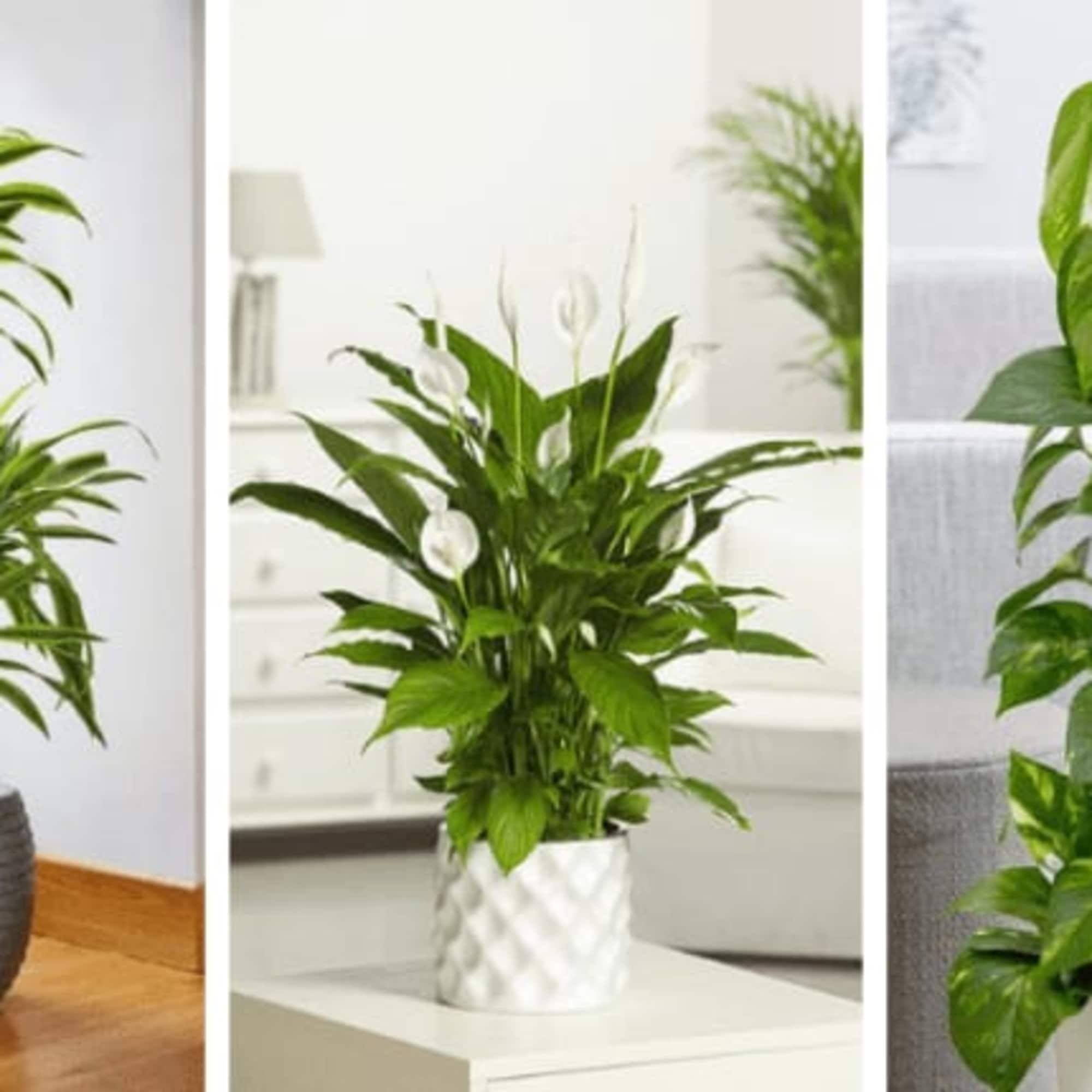Three potted houseplants displayed in separate indoor settings.