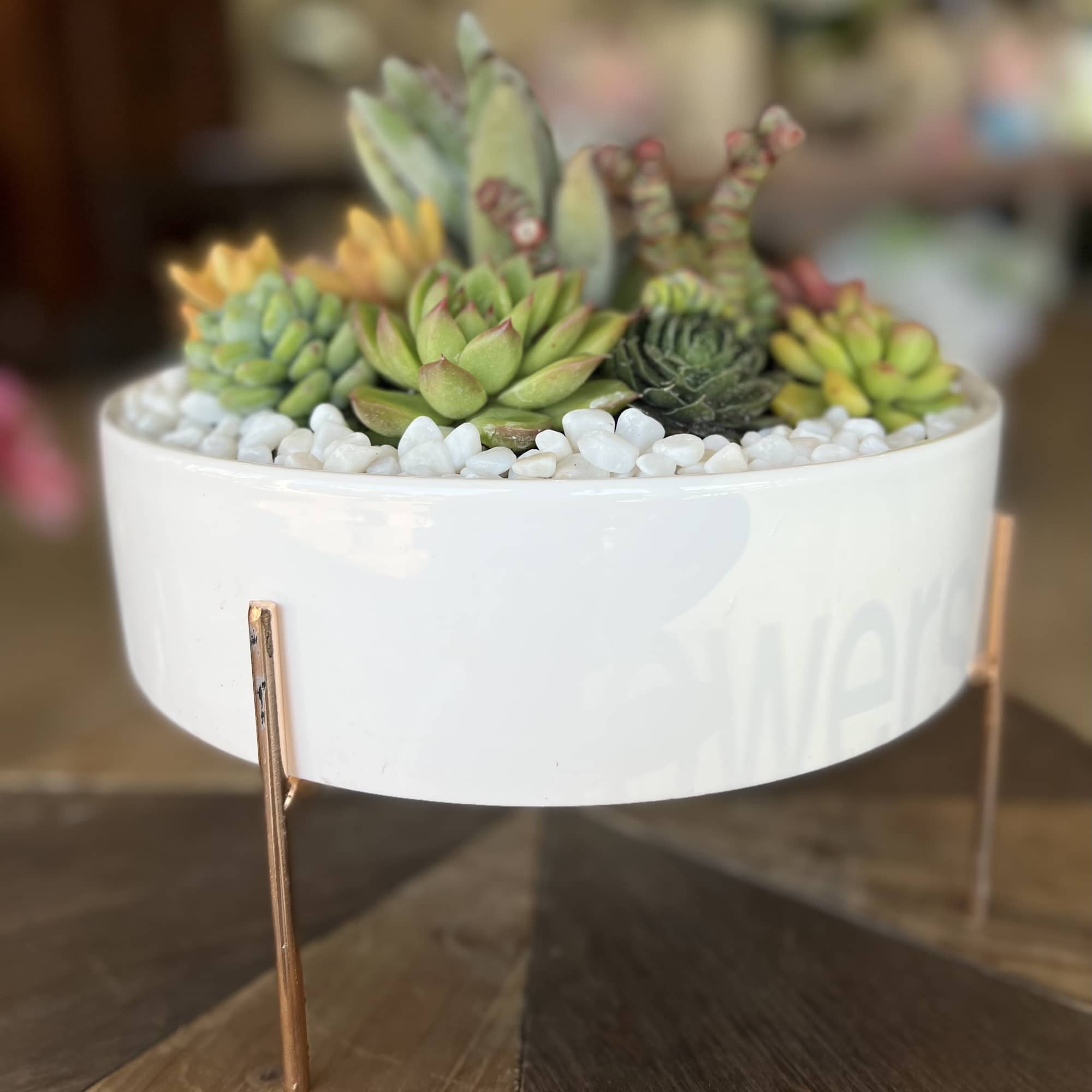 Succulent arrangement in a white bowl planter with white pebbles
