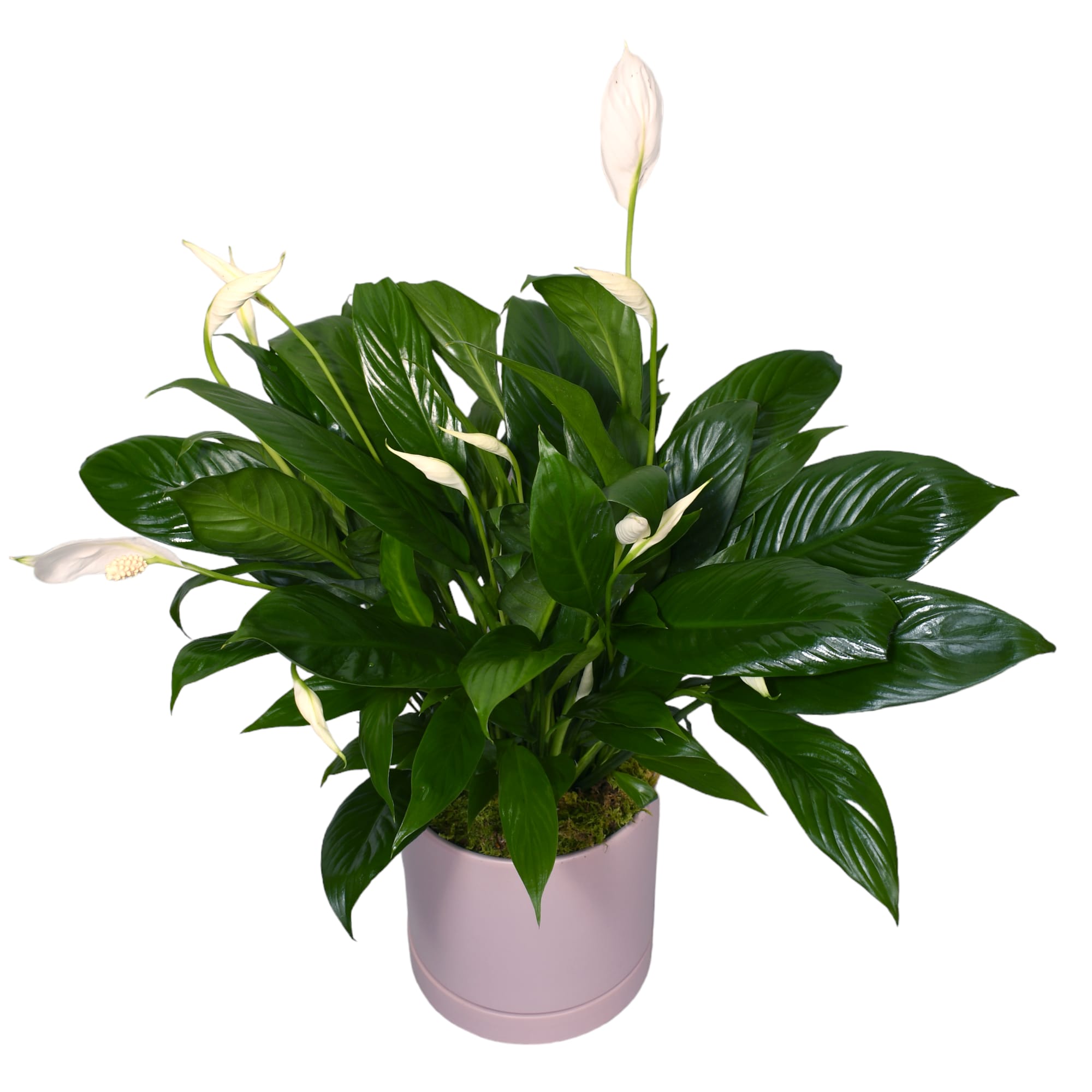 Potted peace lily with white blooms in a pink container