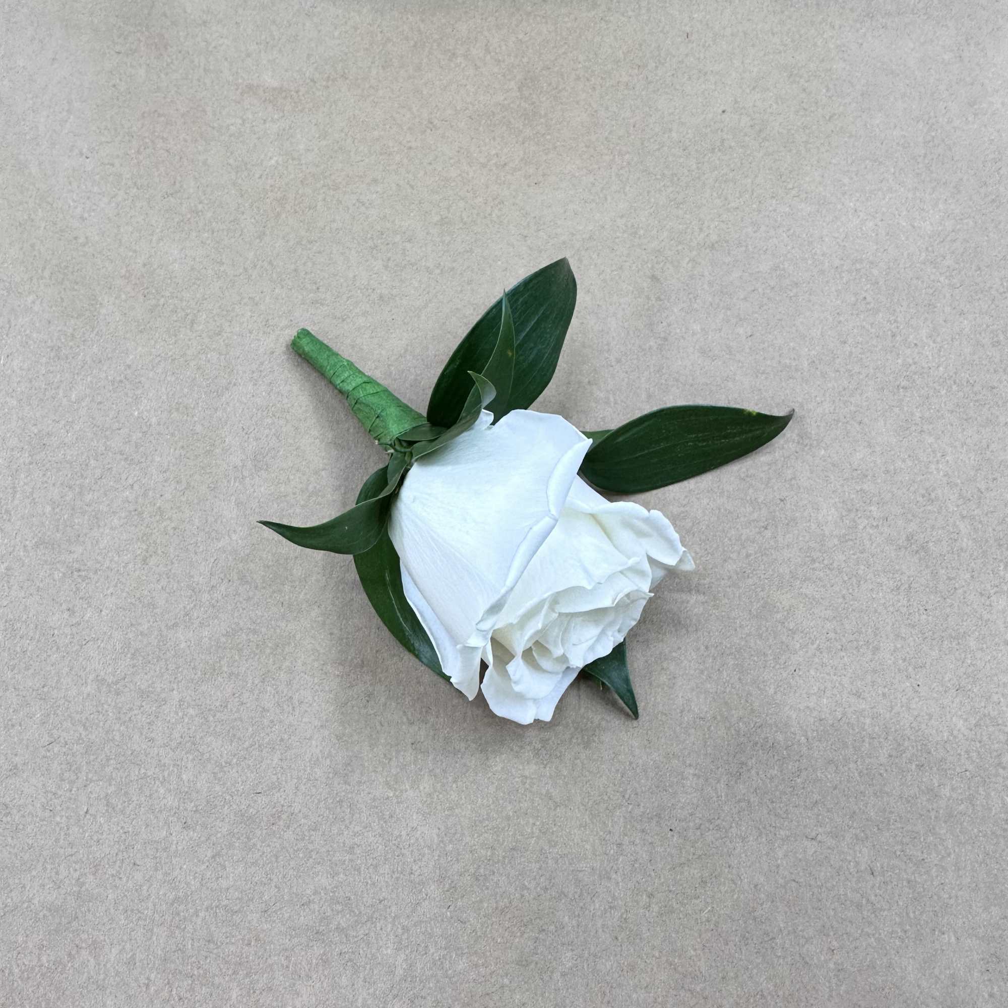 White rose boutonniere with dark green leaves