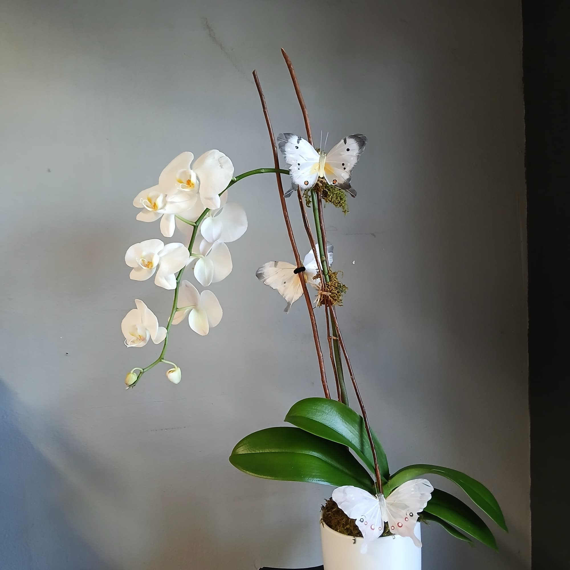 White orchid plant in a white pot with decorative butterflies