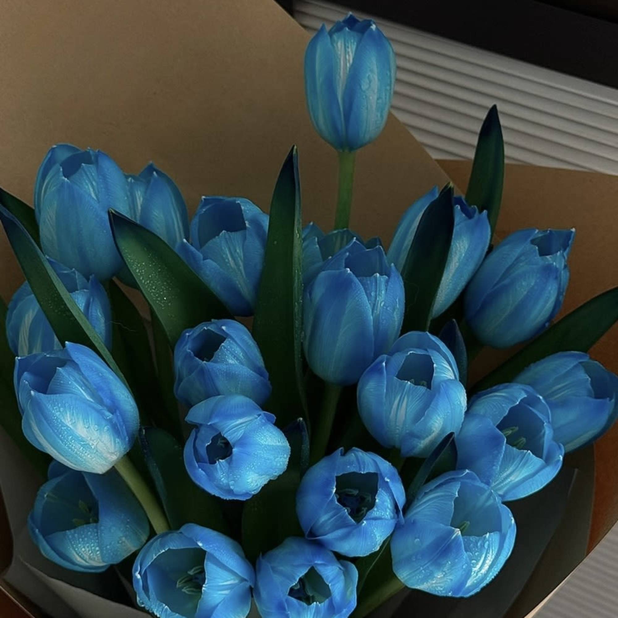 Bouquet of bright blue tulips wrapped in paper