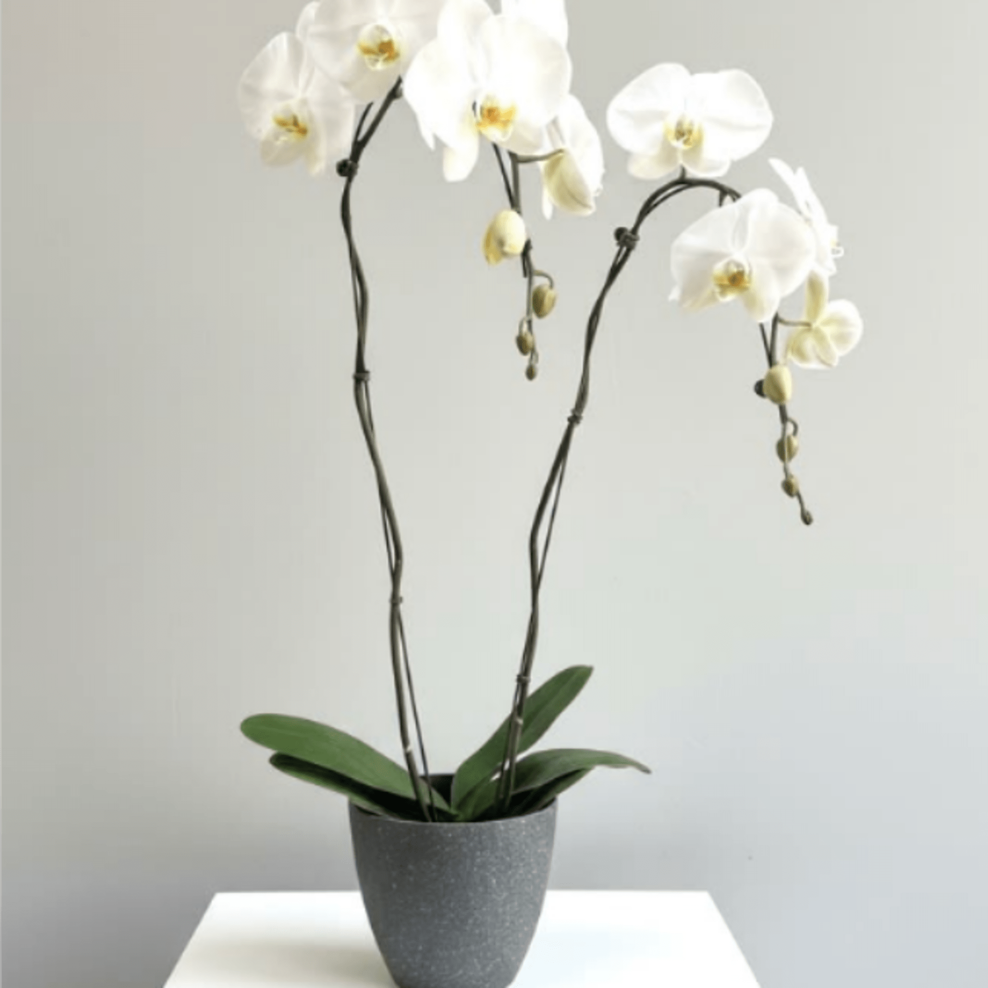 White orchid plant in a gray pot on a white pedestal