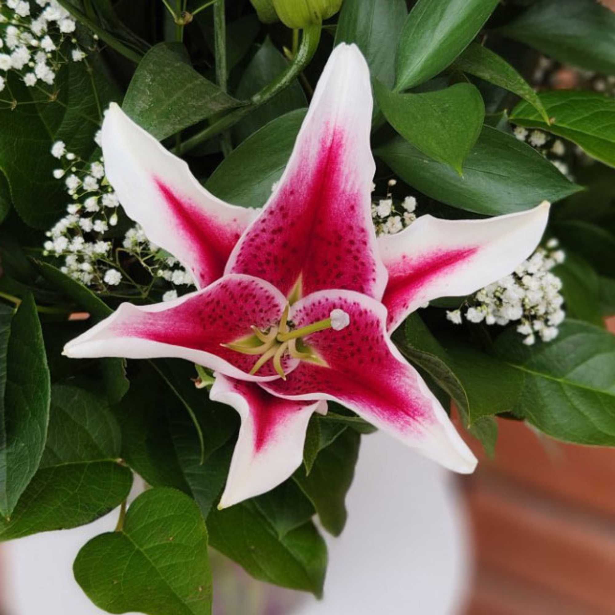 Pink and white lily bloom with clusters of tiny white filler flowers against rich foliage.