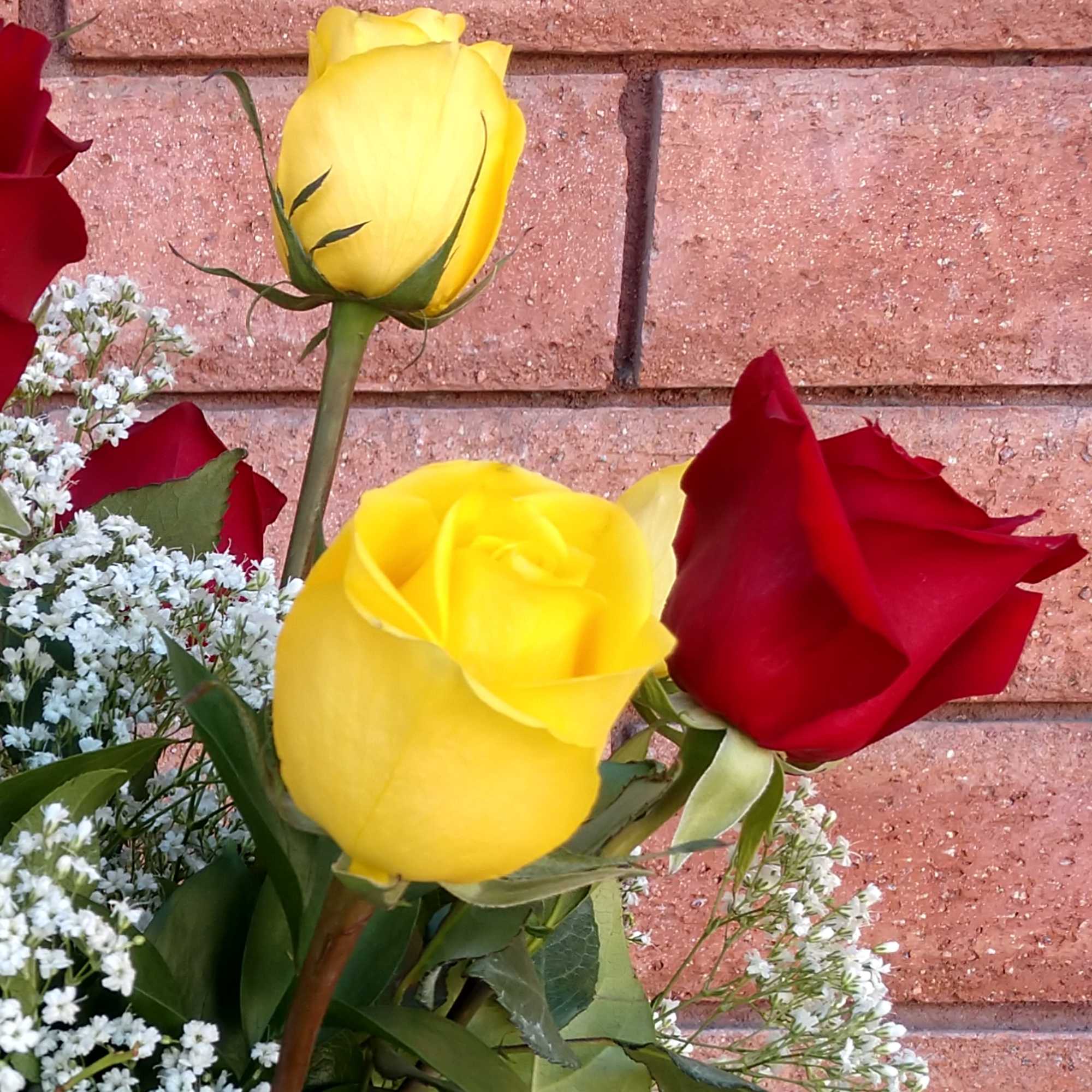 Red and yellow roses with small white filler flowers