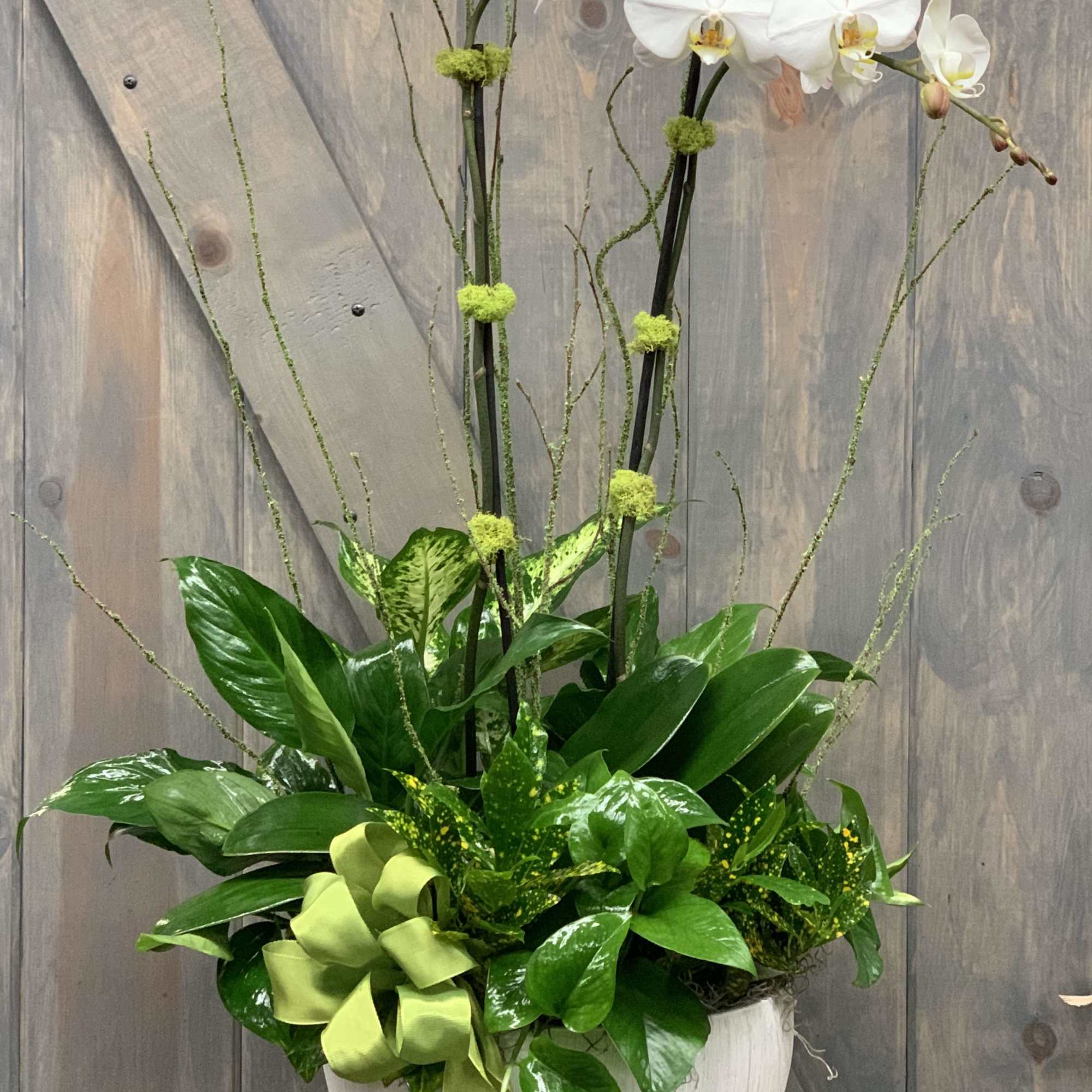 White orchids in a white planter with lush green foliage and a lime ribbon