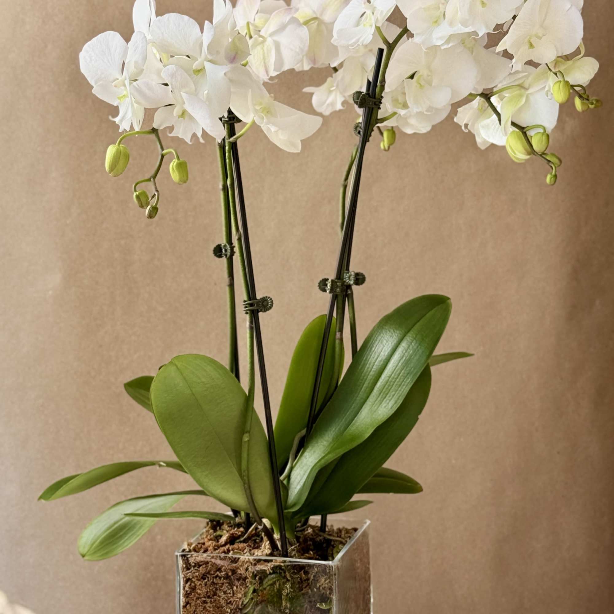 White orchids in a clear square glass planter