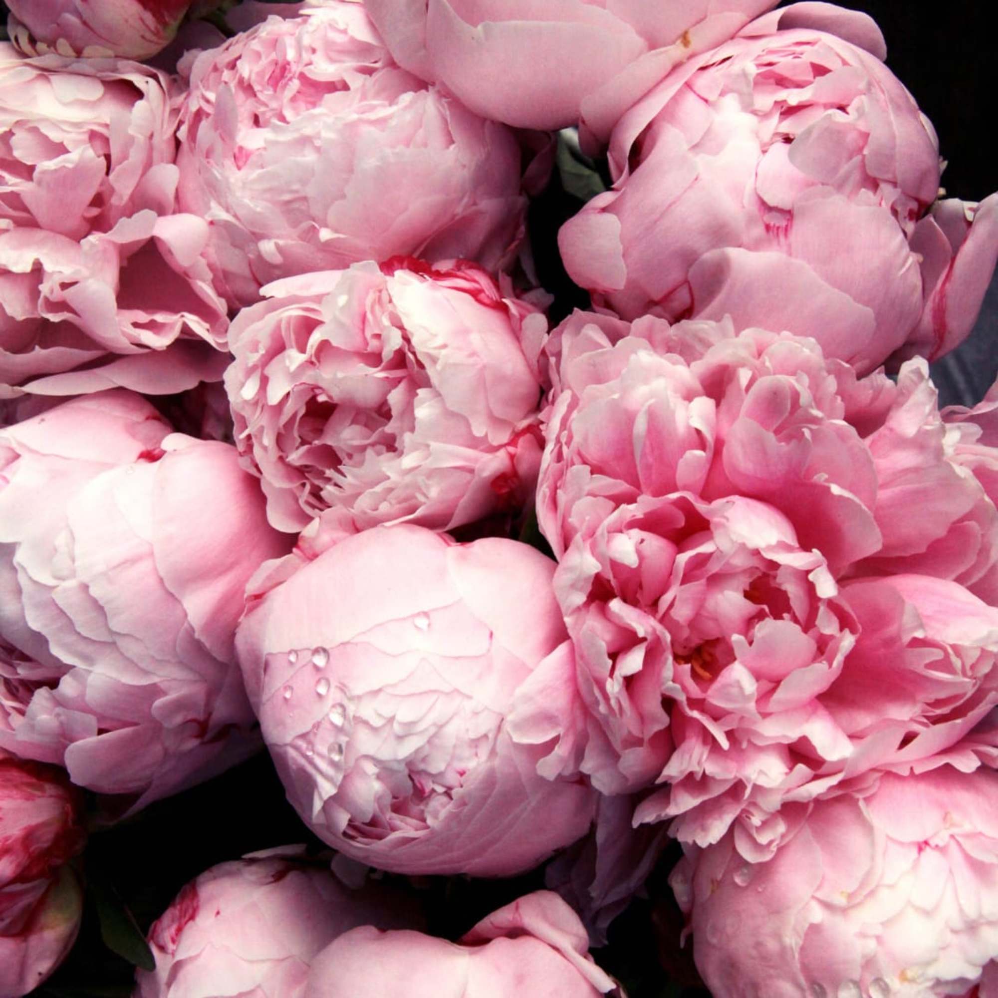 Close-up of pink peony blooms clustered together