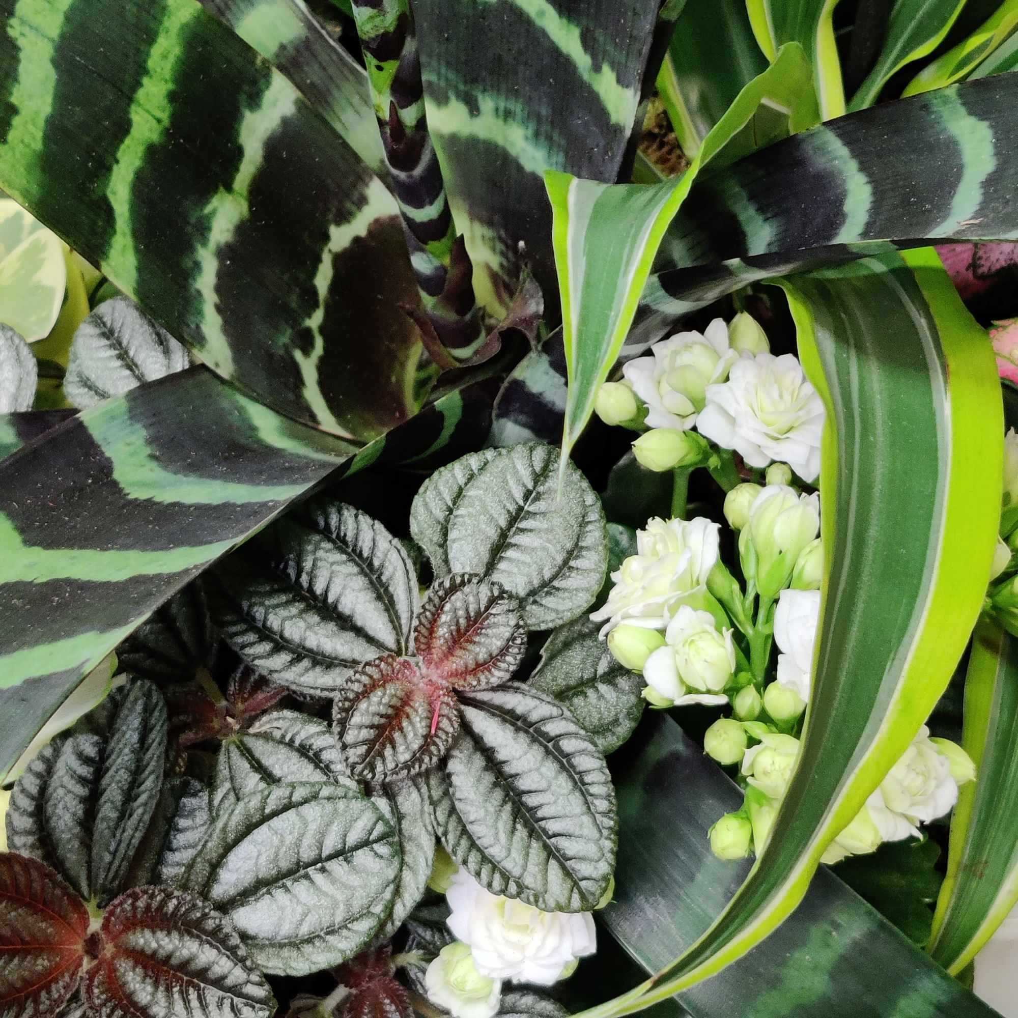 Tons of beautiful exotic indoor tropical foliage blooming and an orchid plant., photo 5 of 9