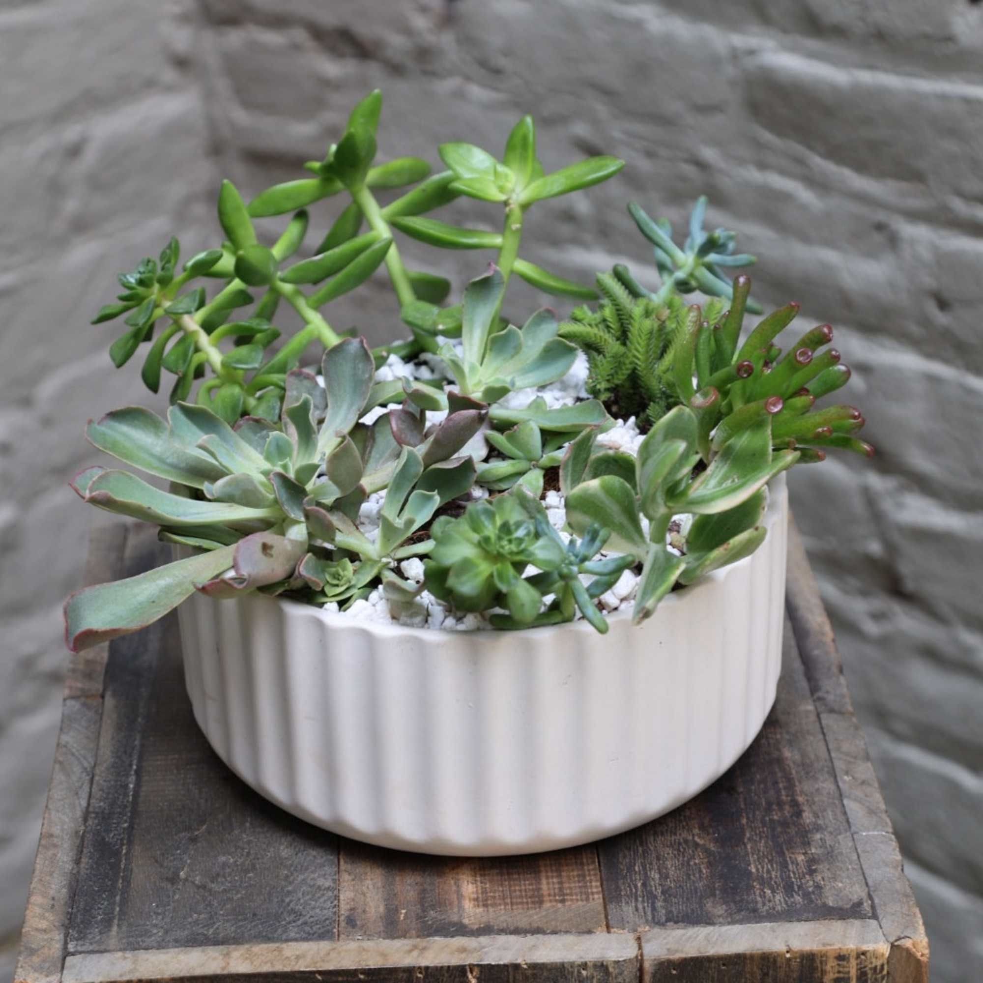 A lovely array of succulents carefully arranged in an elegant ceramic planter, photo 2 of 4